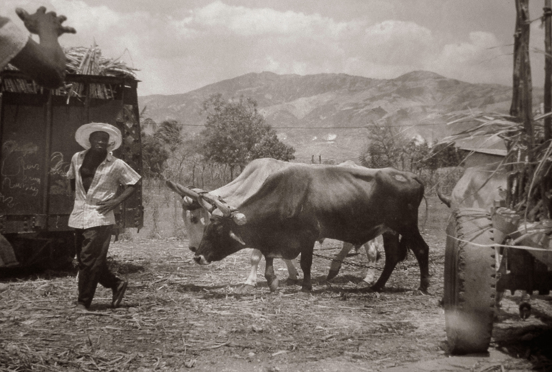 Haitian Sugar Fields.