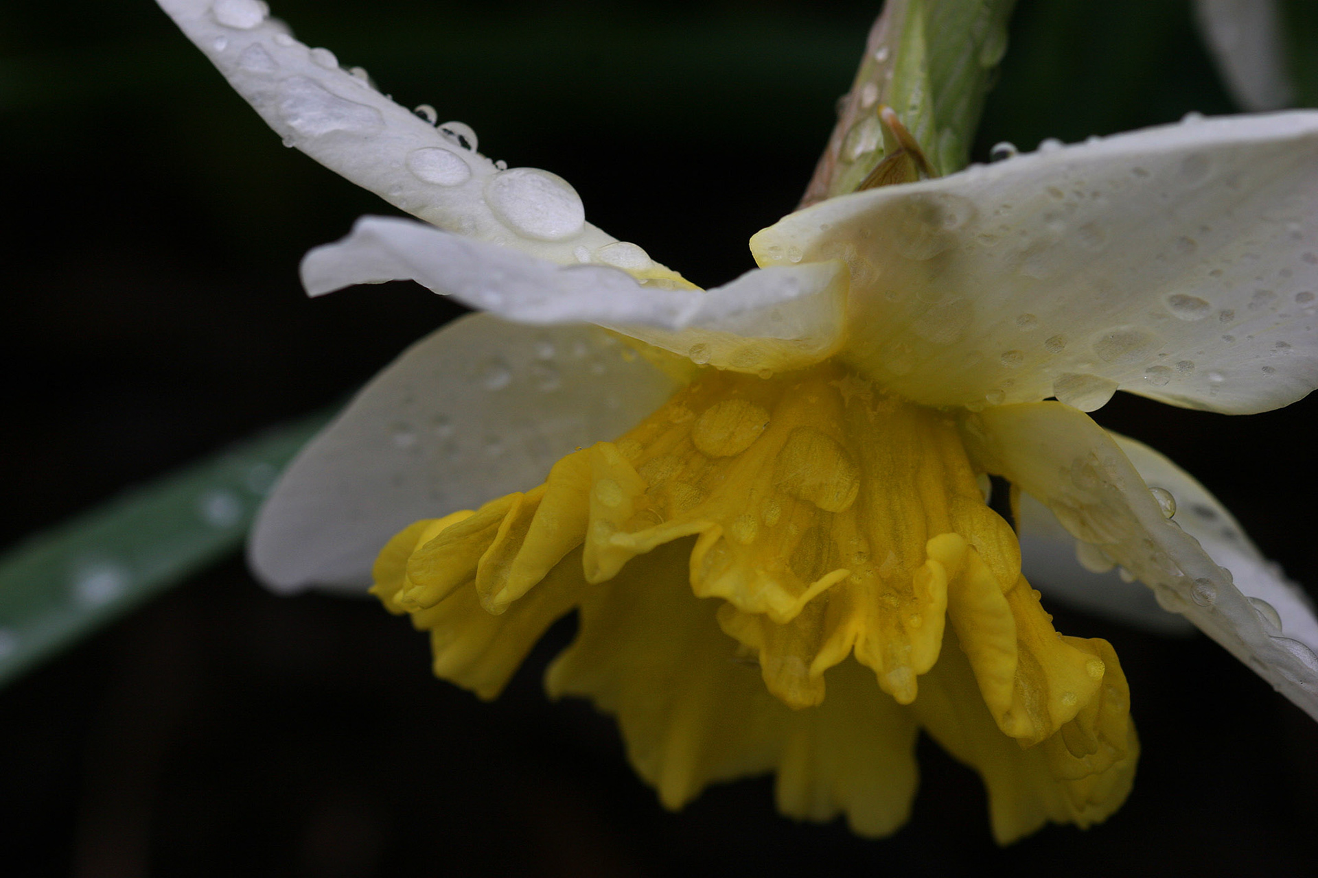 Raindrop on Daffodil