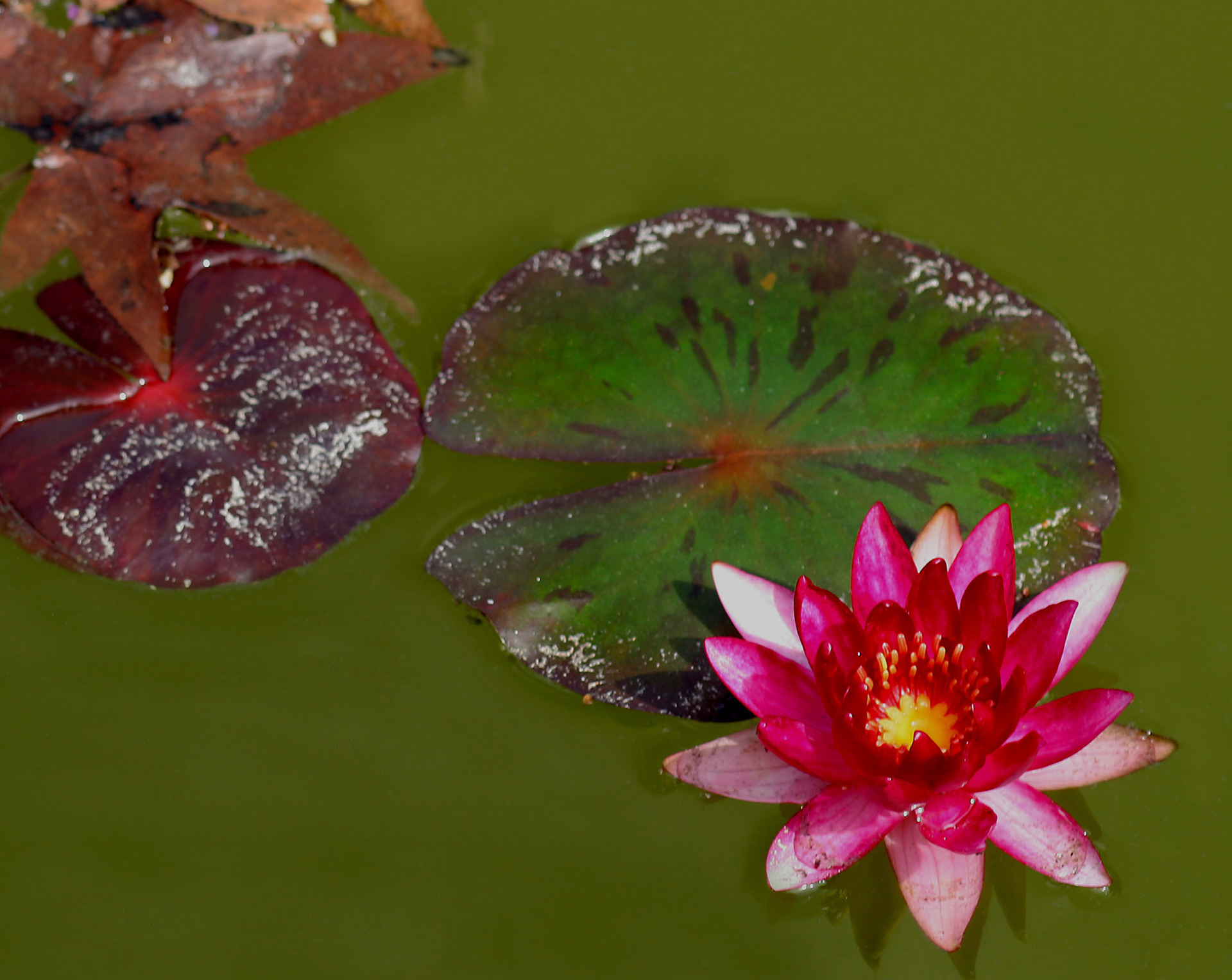 Water Lily