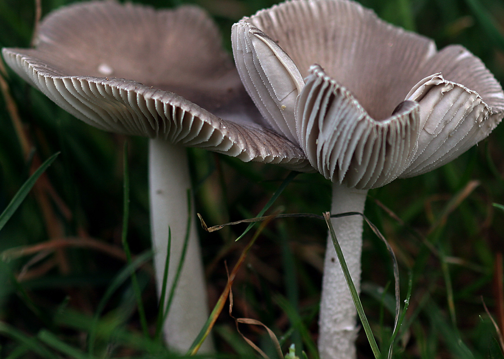 Wild Mushrooms