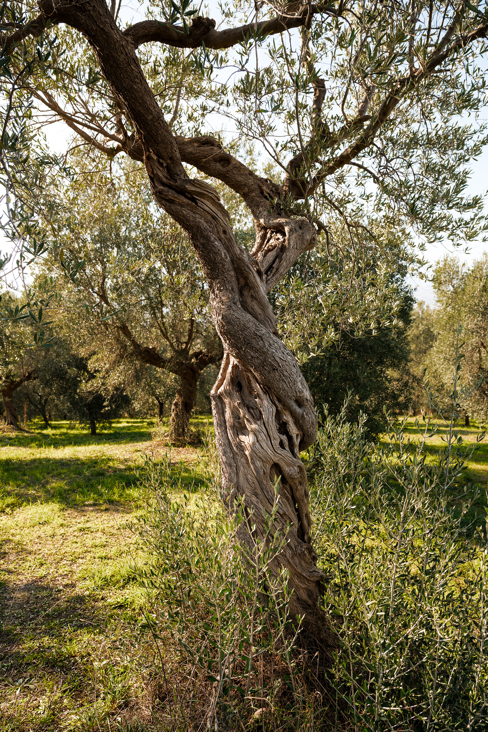 Vinodavip - Abruzzes - Villa Penna - Italie