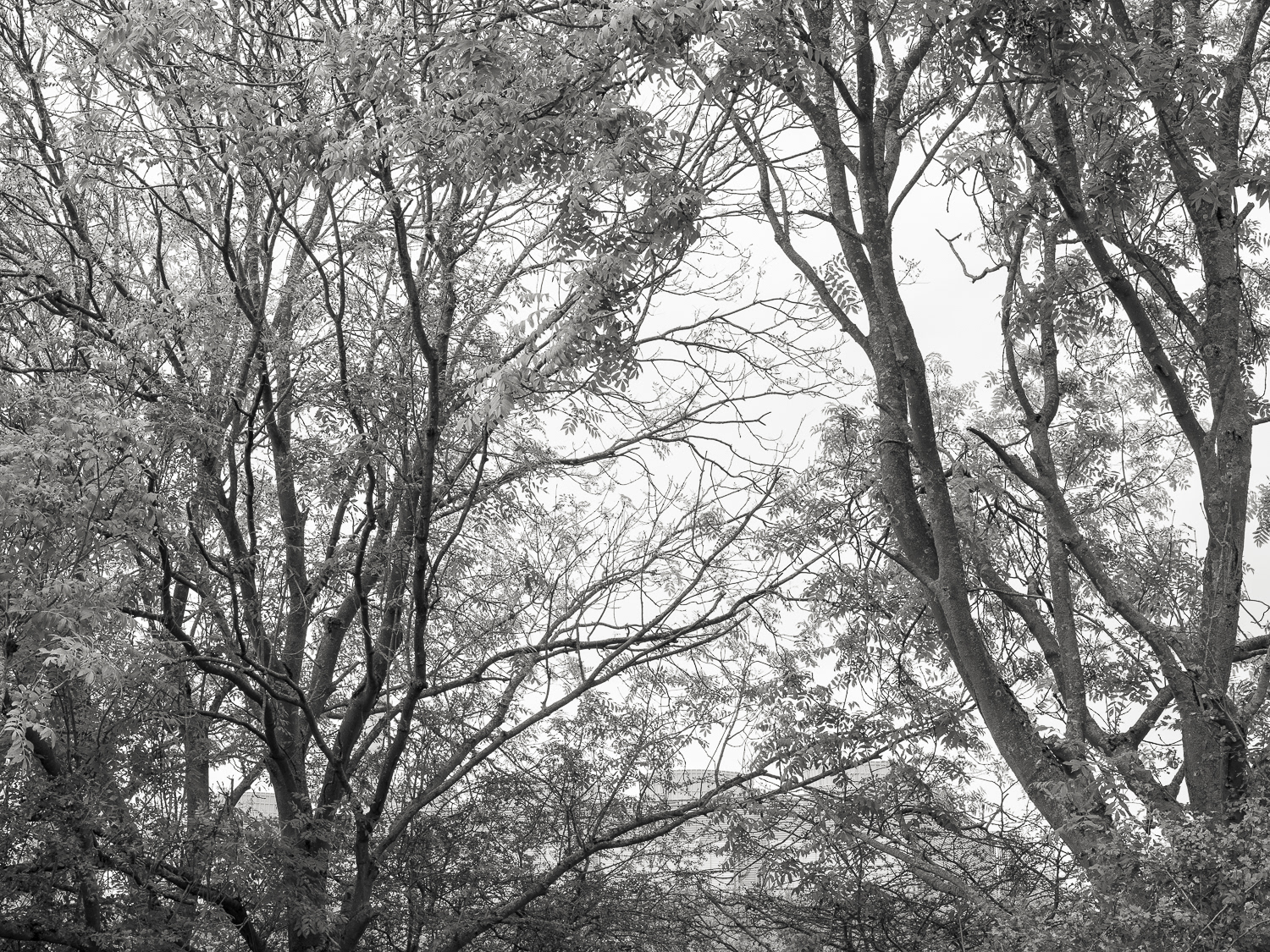 Ash - West Burton B