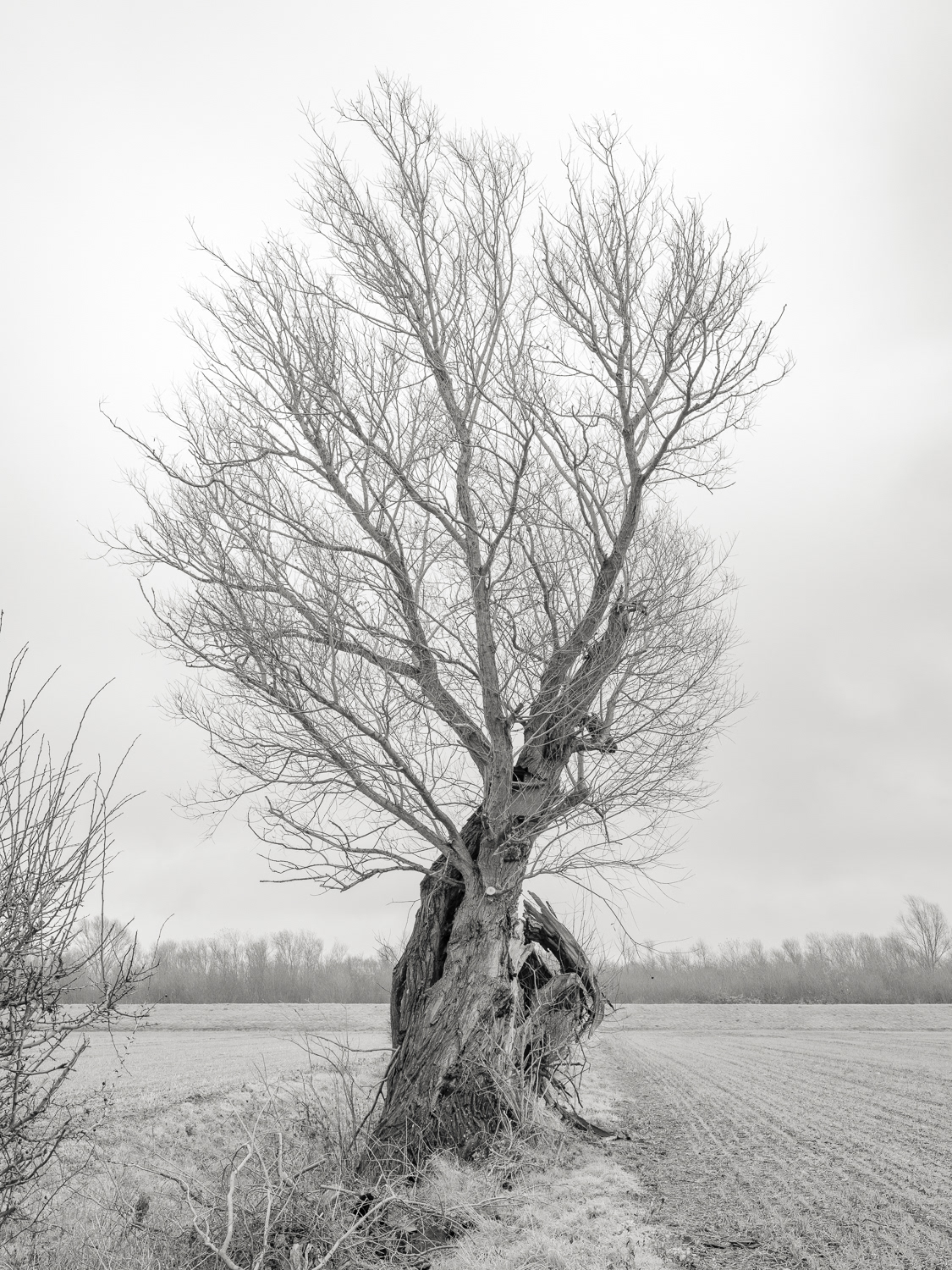 Crack Willow