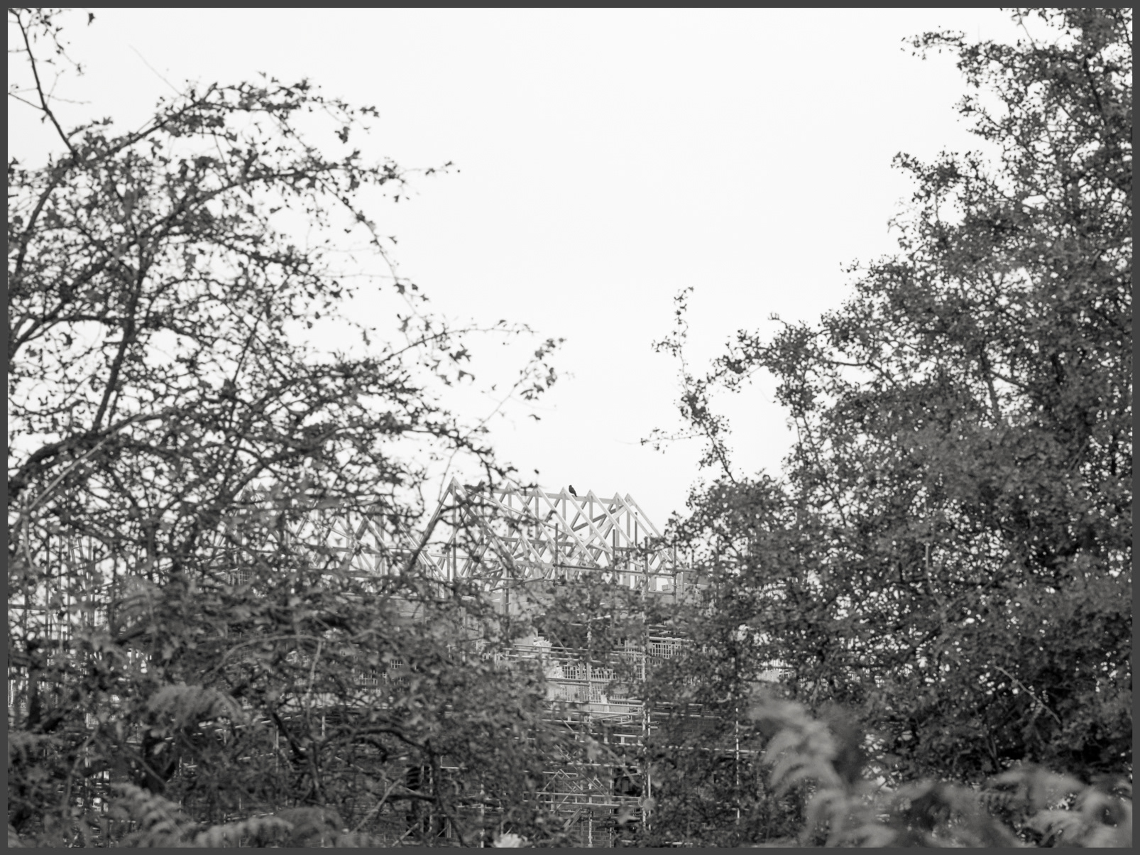 Crow - The Oaks