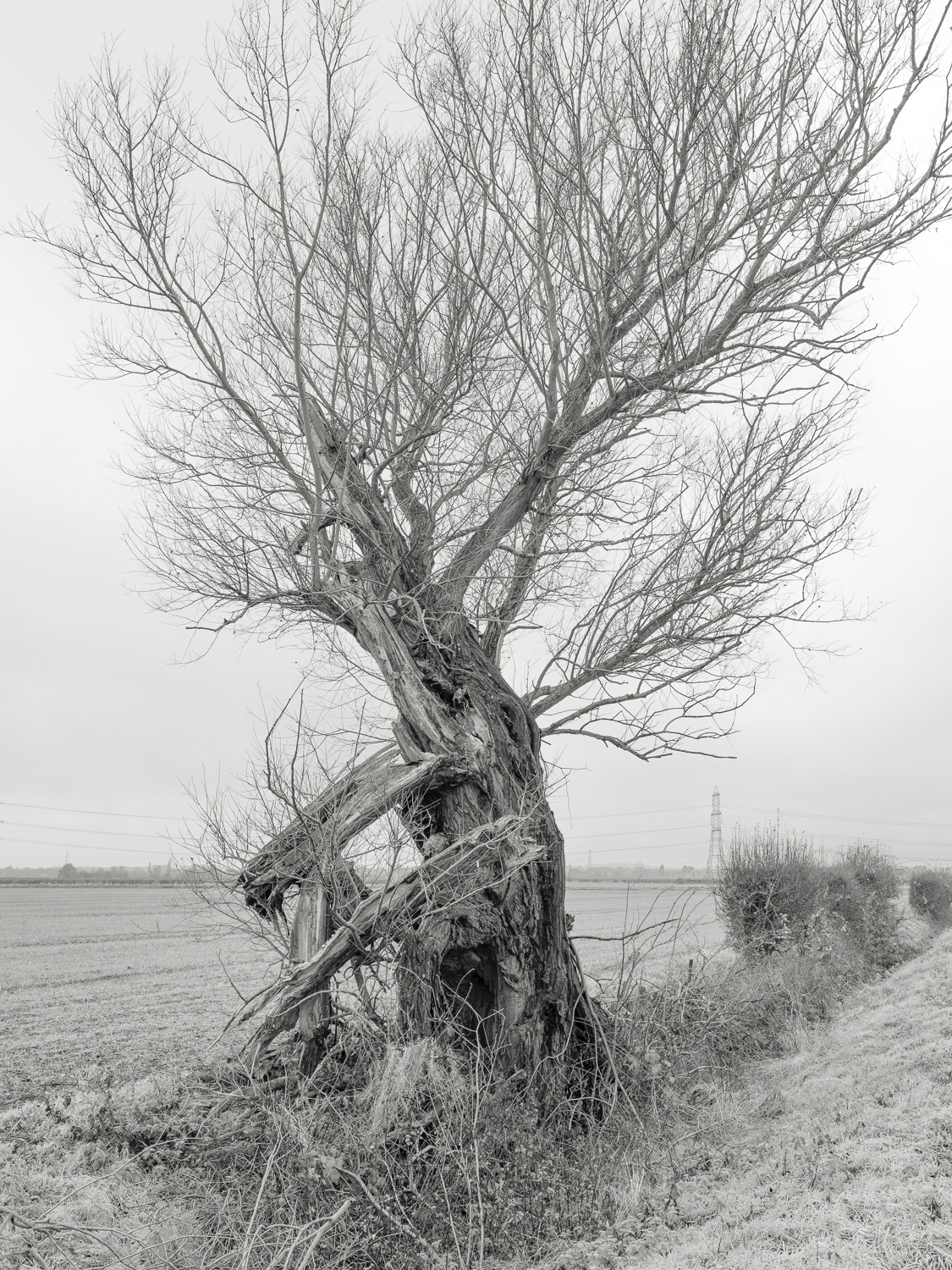 Crack Willow