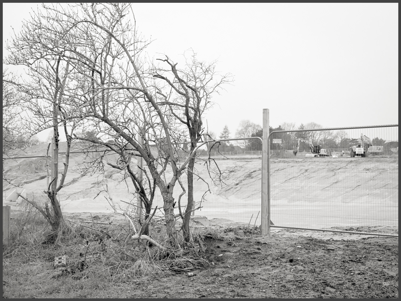 Hedge View (iii)