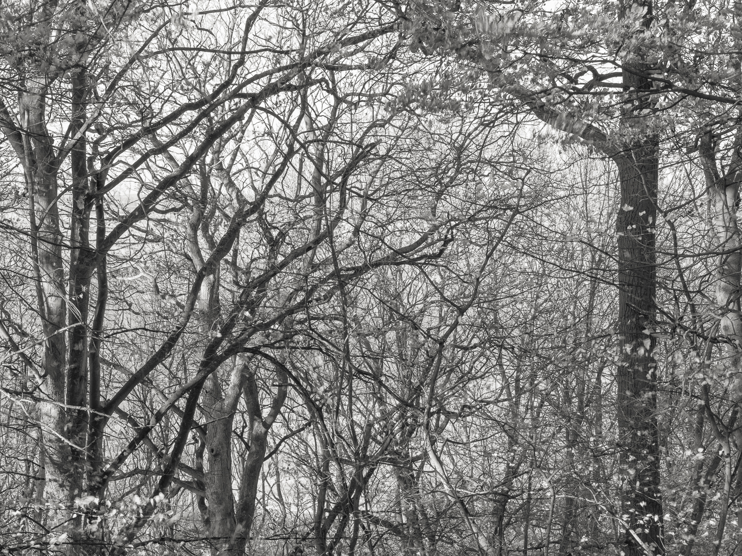 The Cliff - River Trent