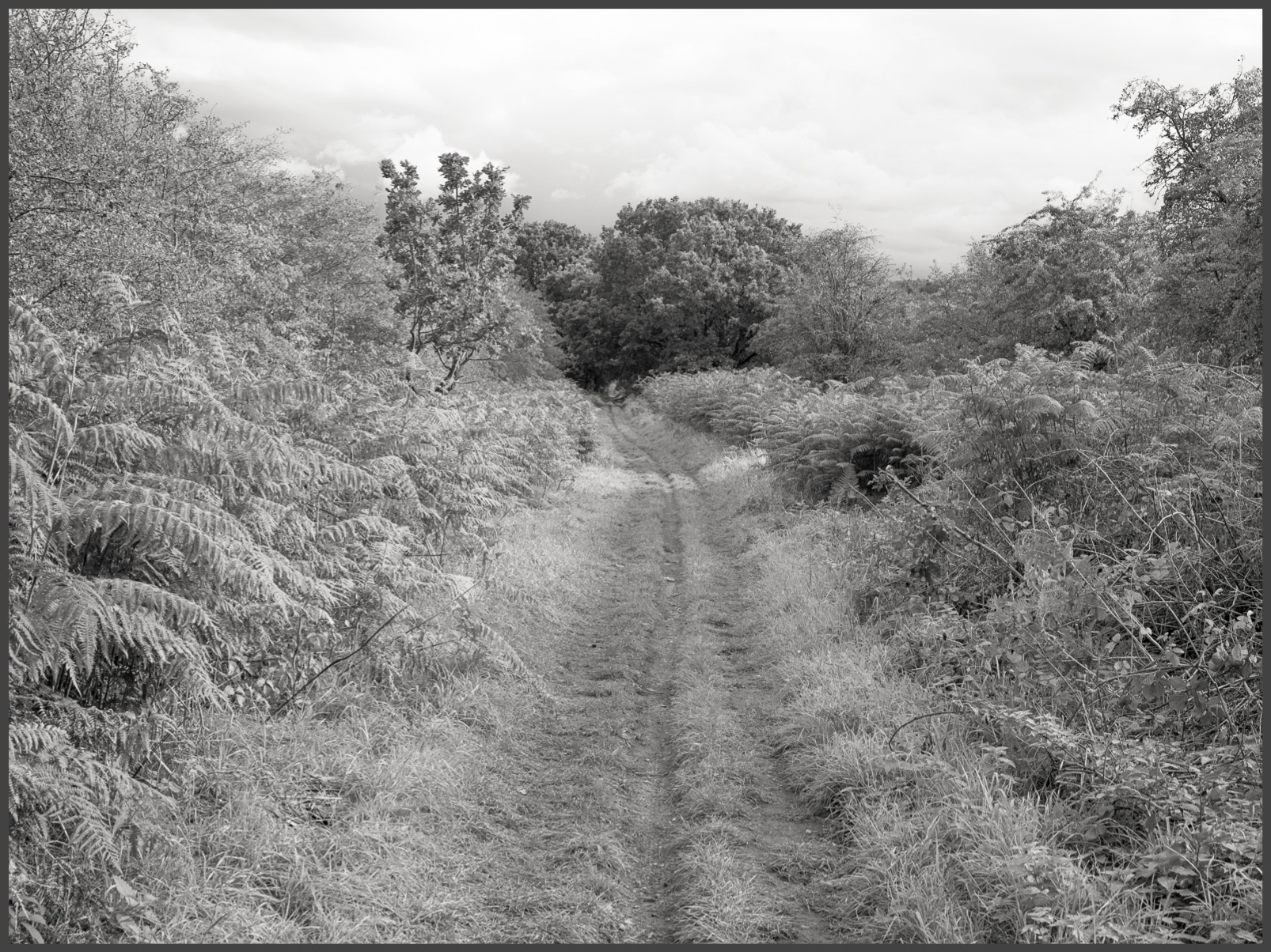 Path - South