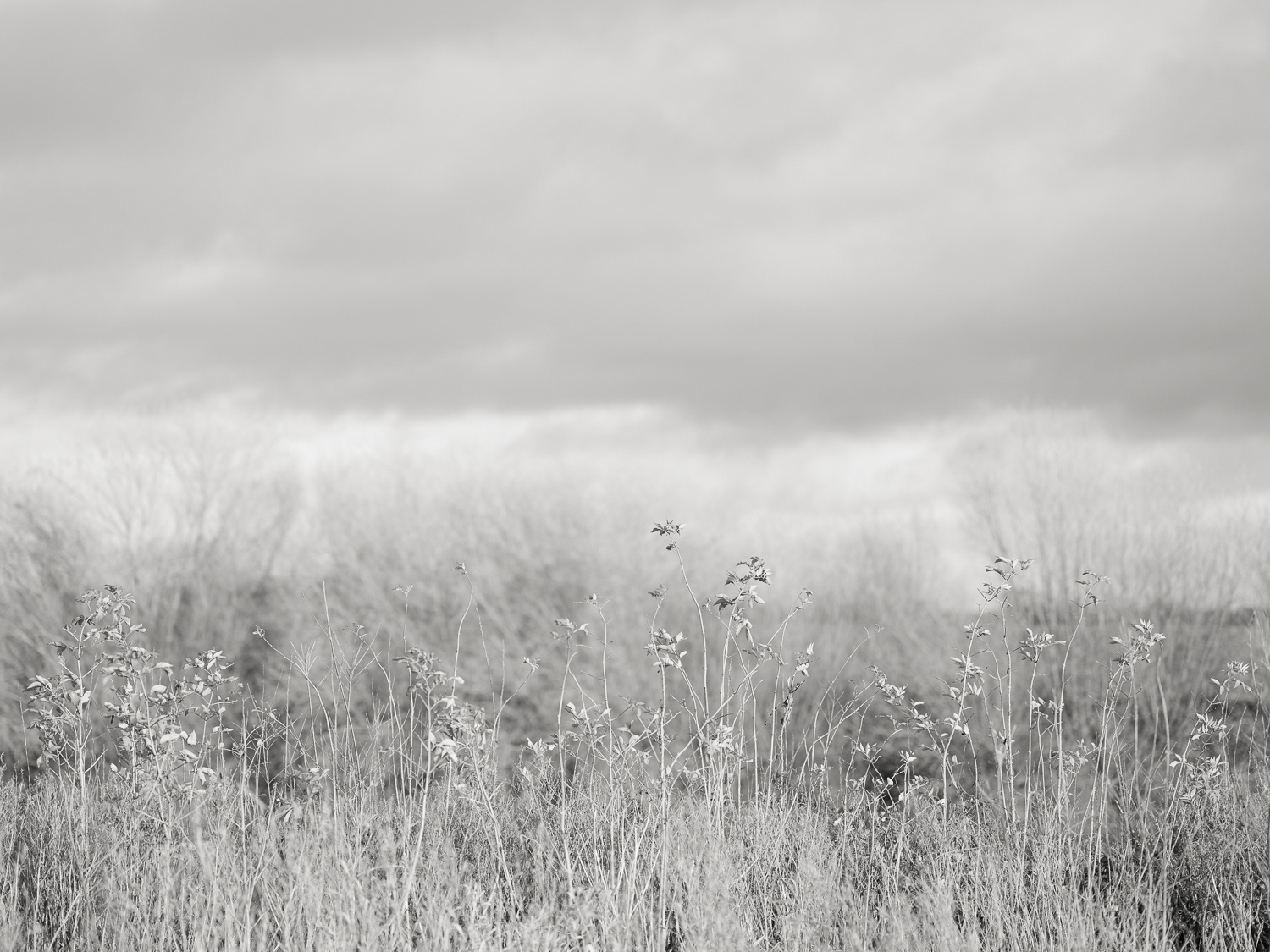 River Trent - Hidden