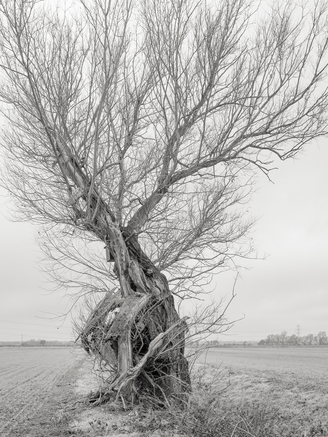 Crack Willow