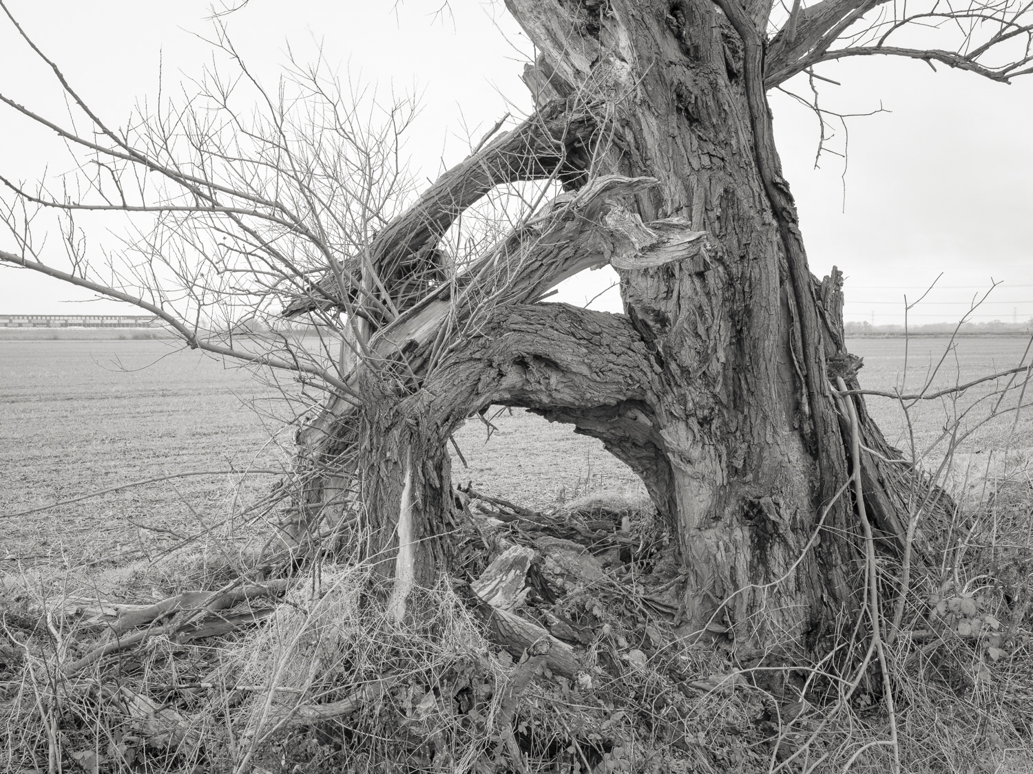 Crack Willow