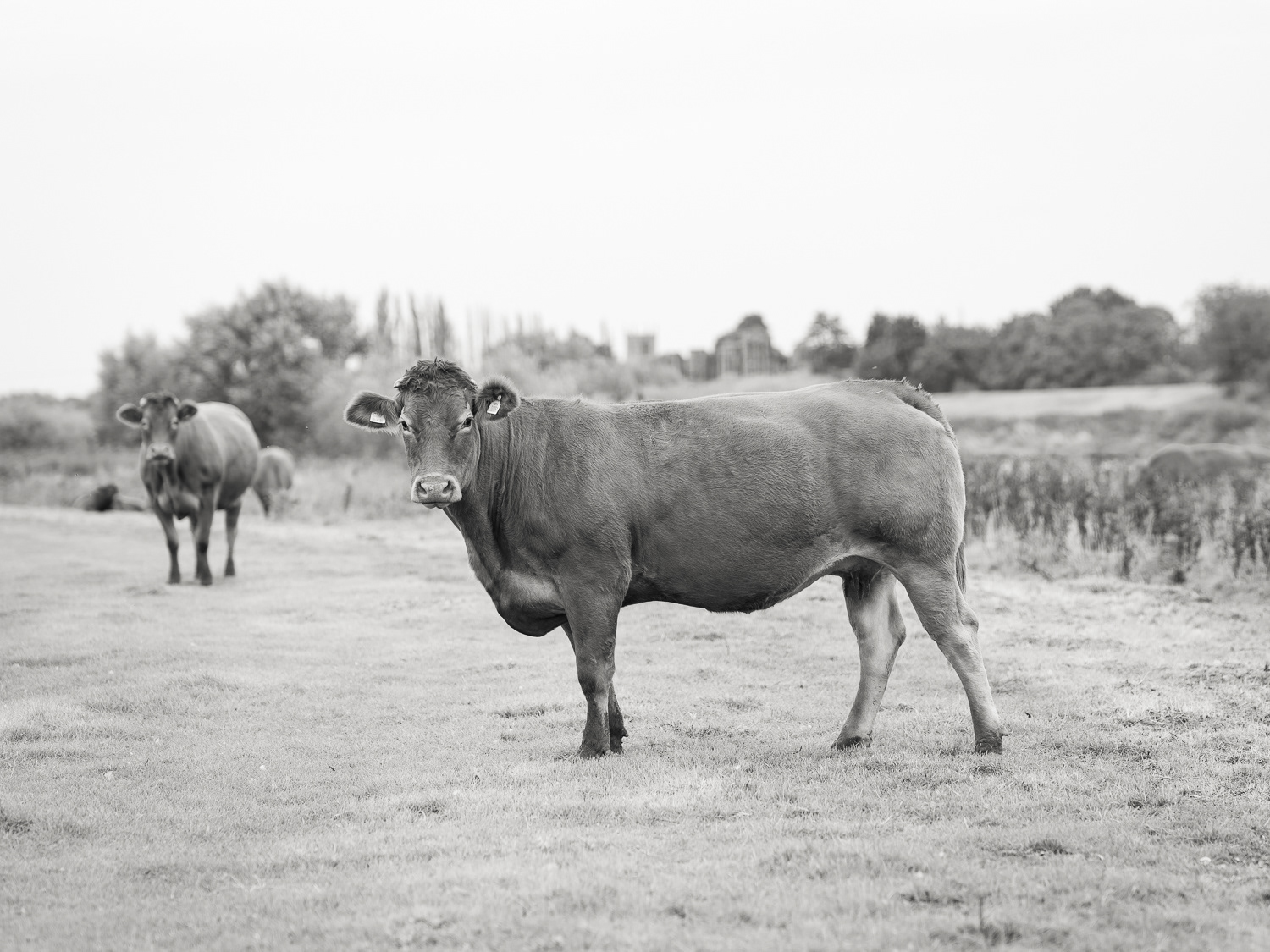 Trent Flood Plain Grazing