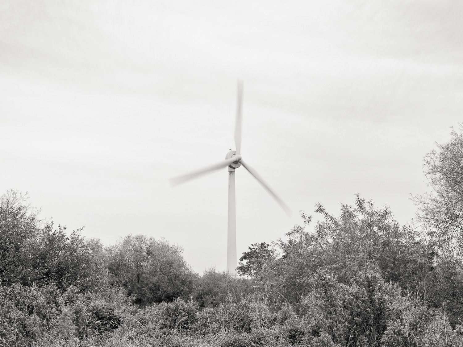 Wind Turbine - Trent