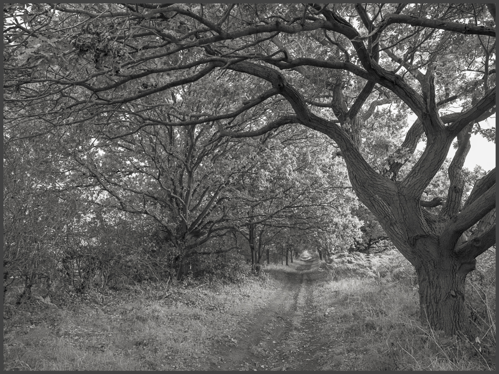 Path - West Side
