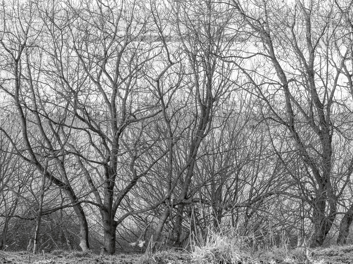Burton Stather towards the River