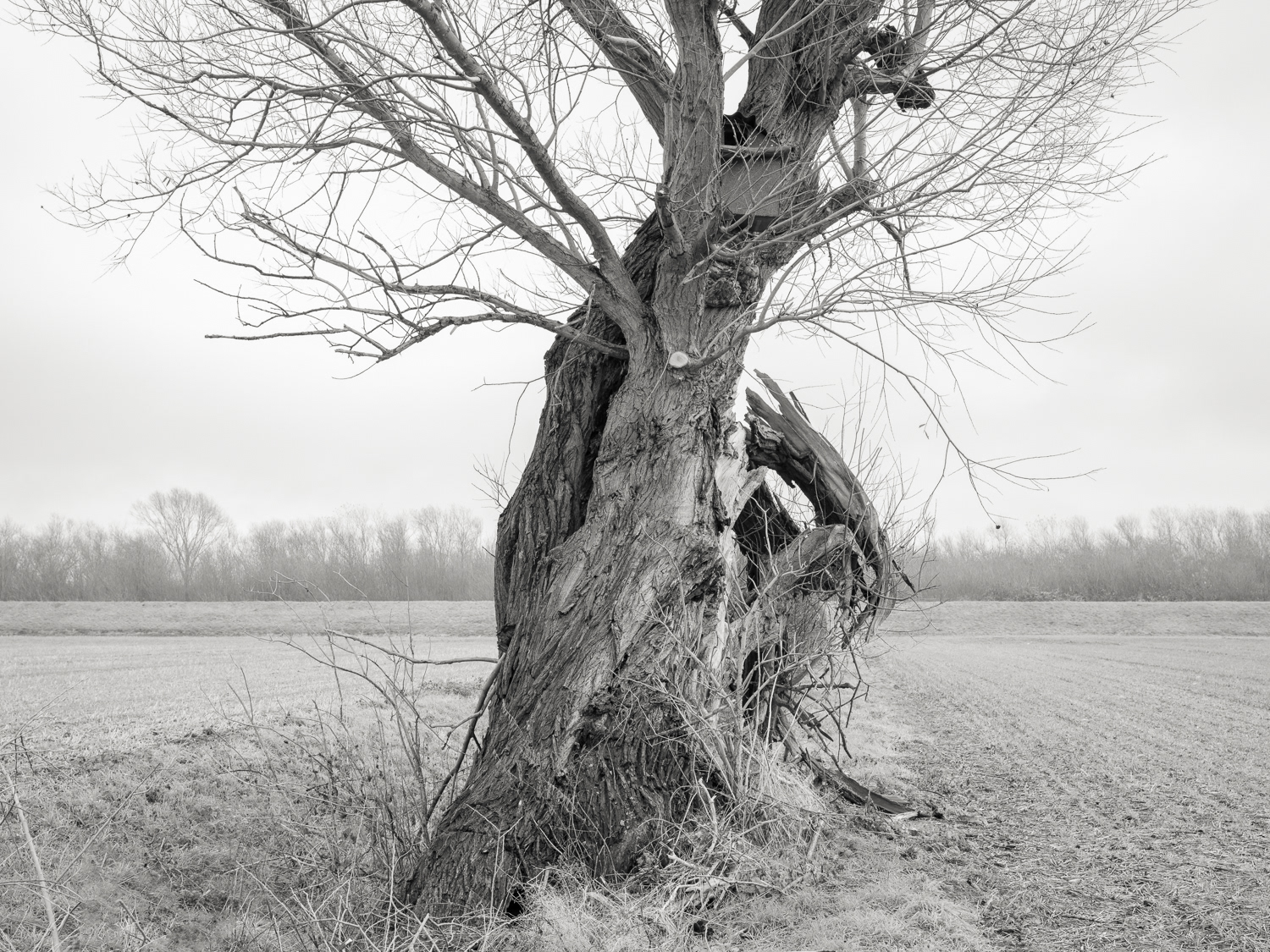 Crack Willow