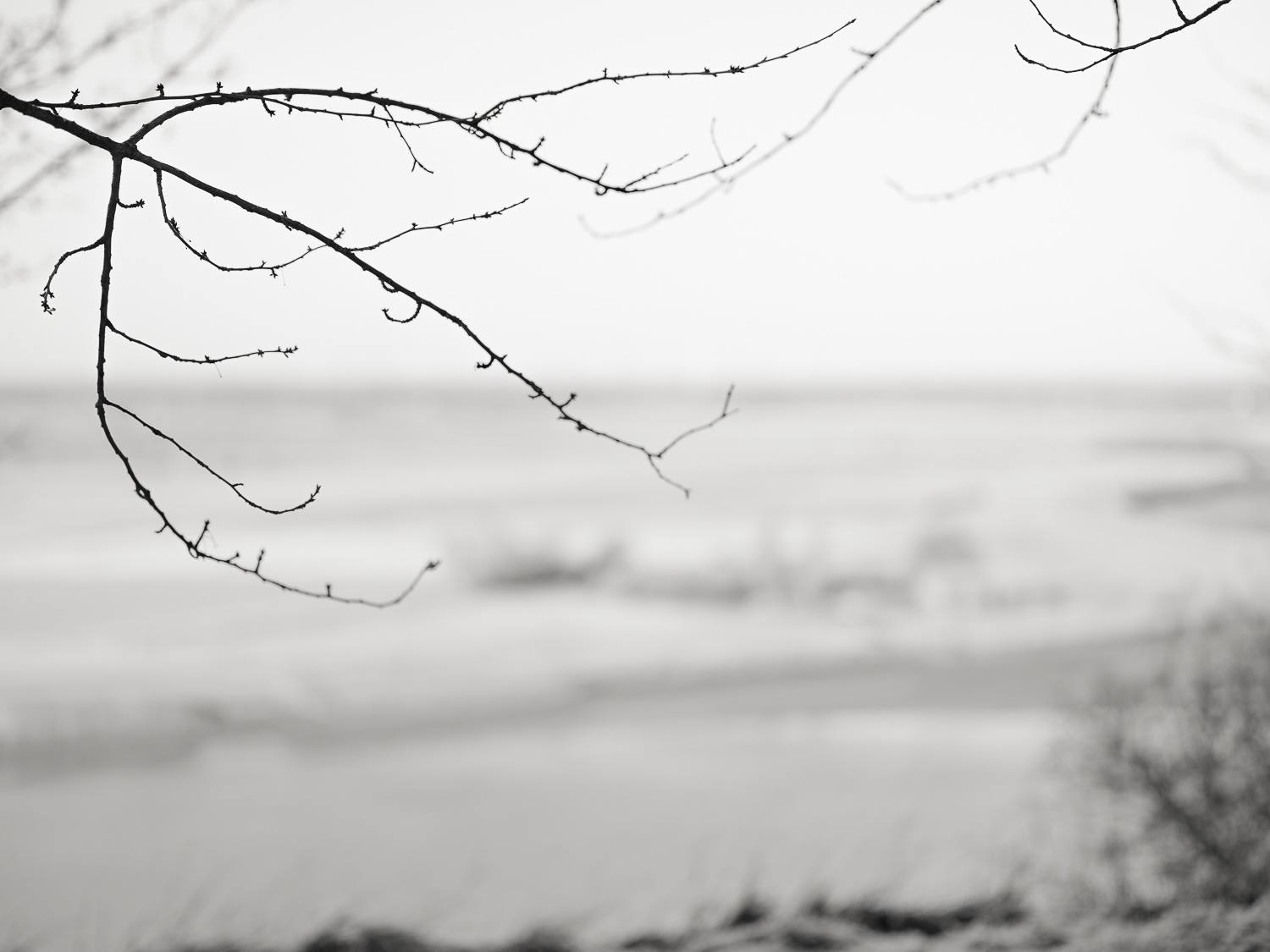 The Cliff towards Island Farm