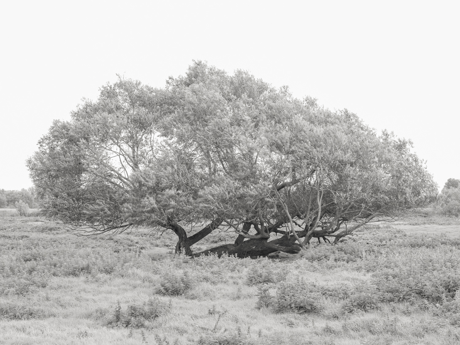 Willow - Flood Plain