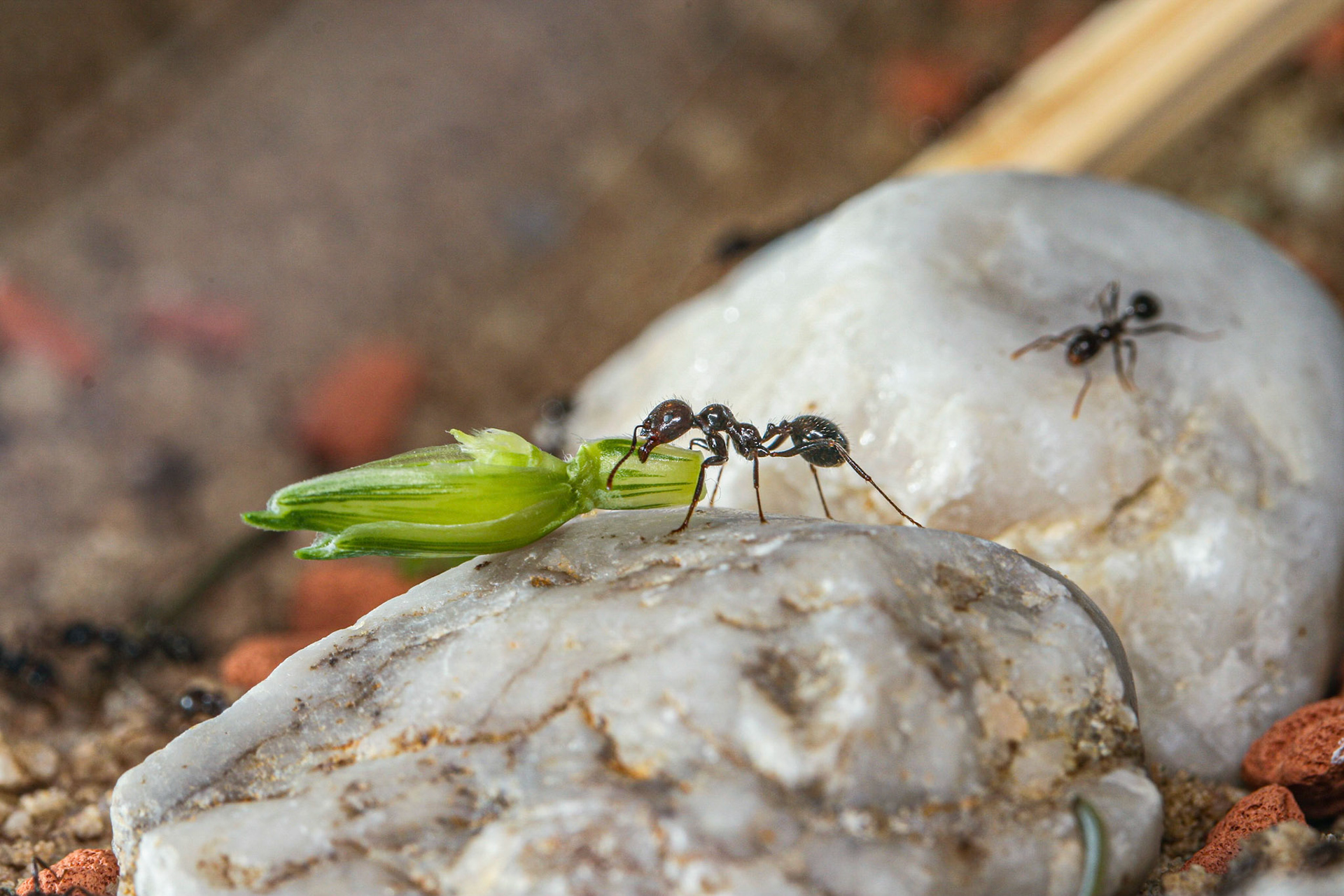 havester ant (Messor barbarus)