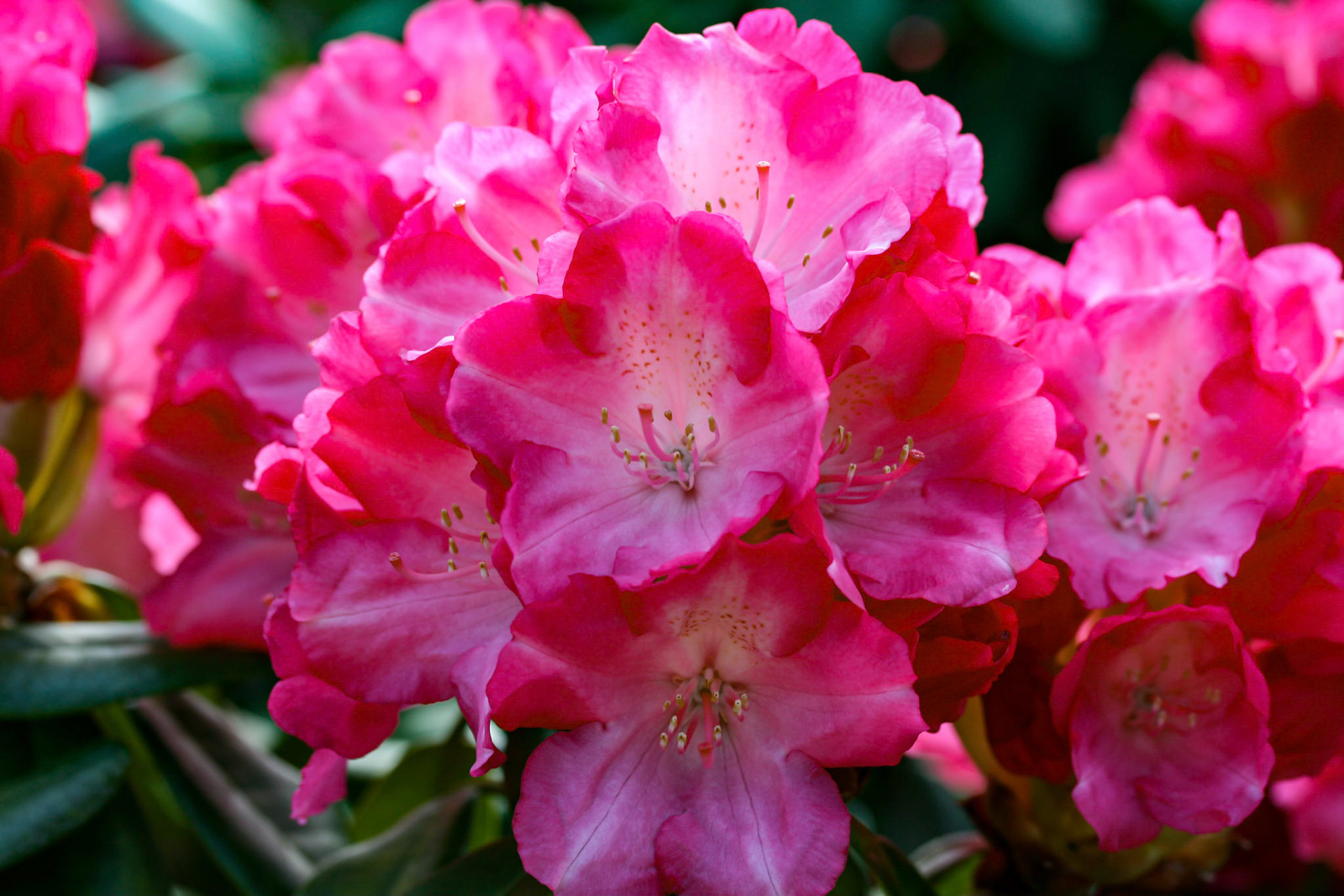 rhododendron