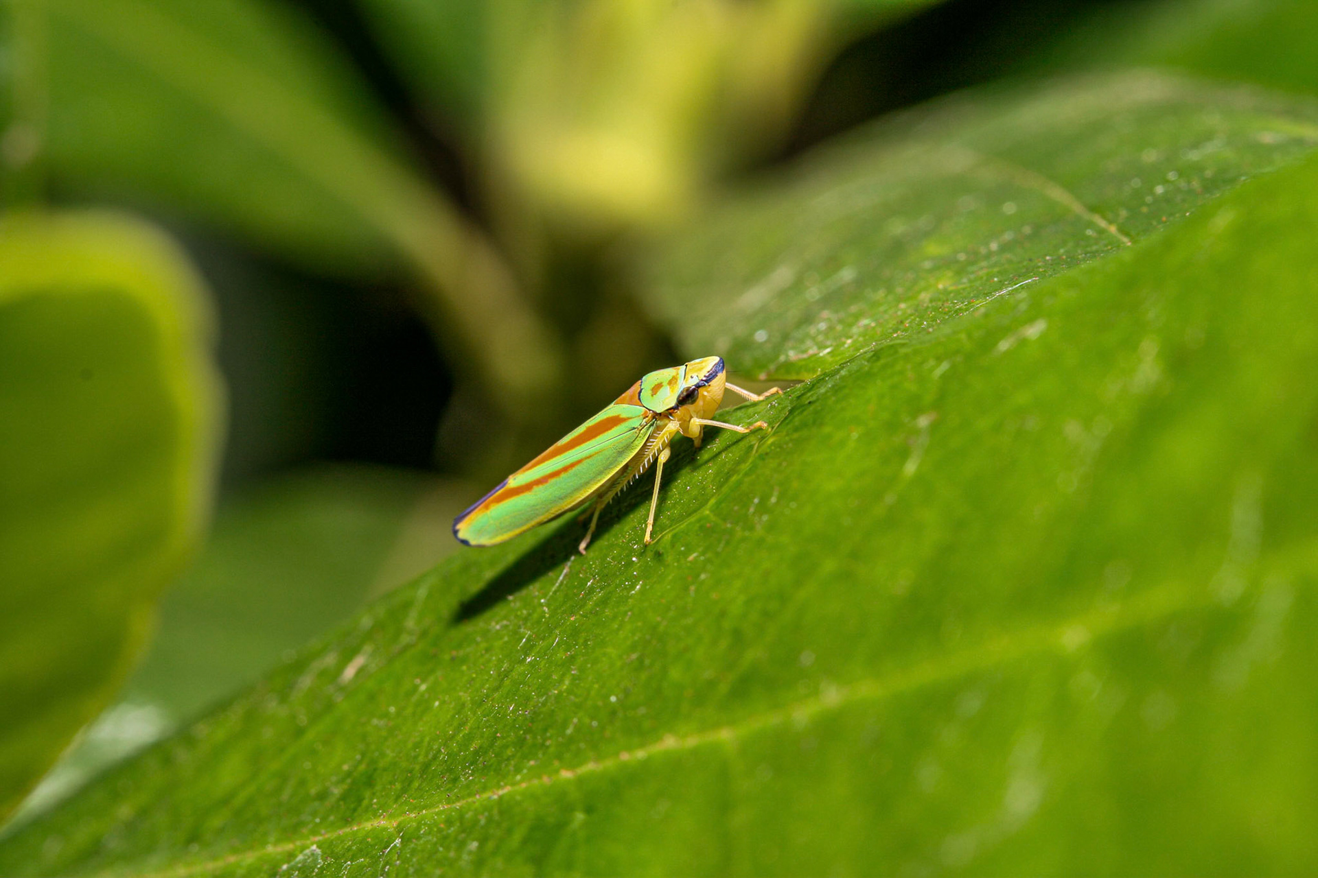 cicada (Auchenorrhyncha = Cicadina)