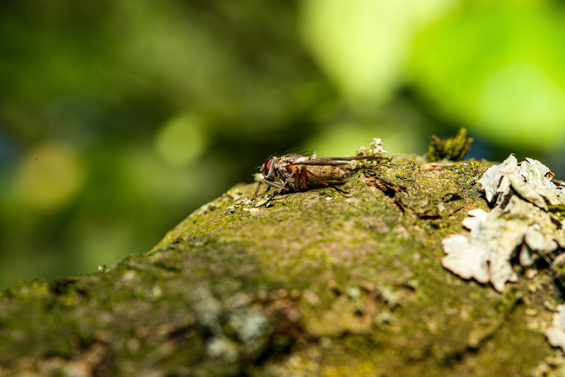 root maggot (Hydrophoria lancifer)