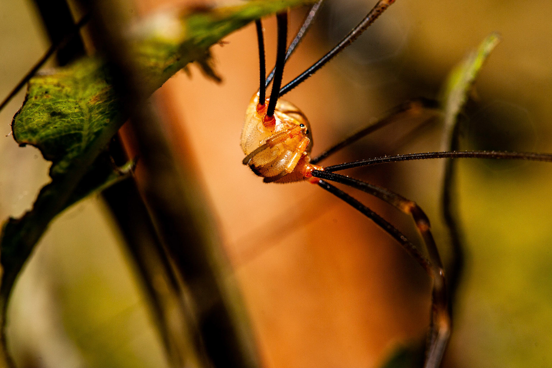 harvestman (Opiliones) / Apenninenkanker (Opilio canestrinii)