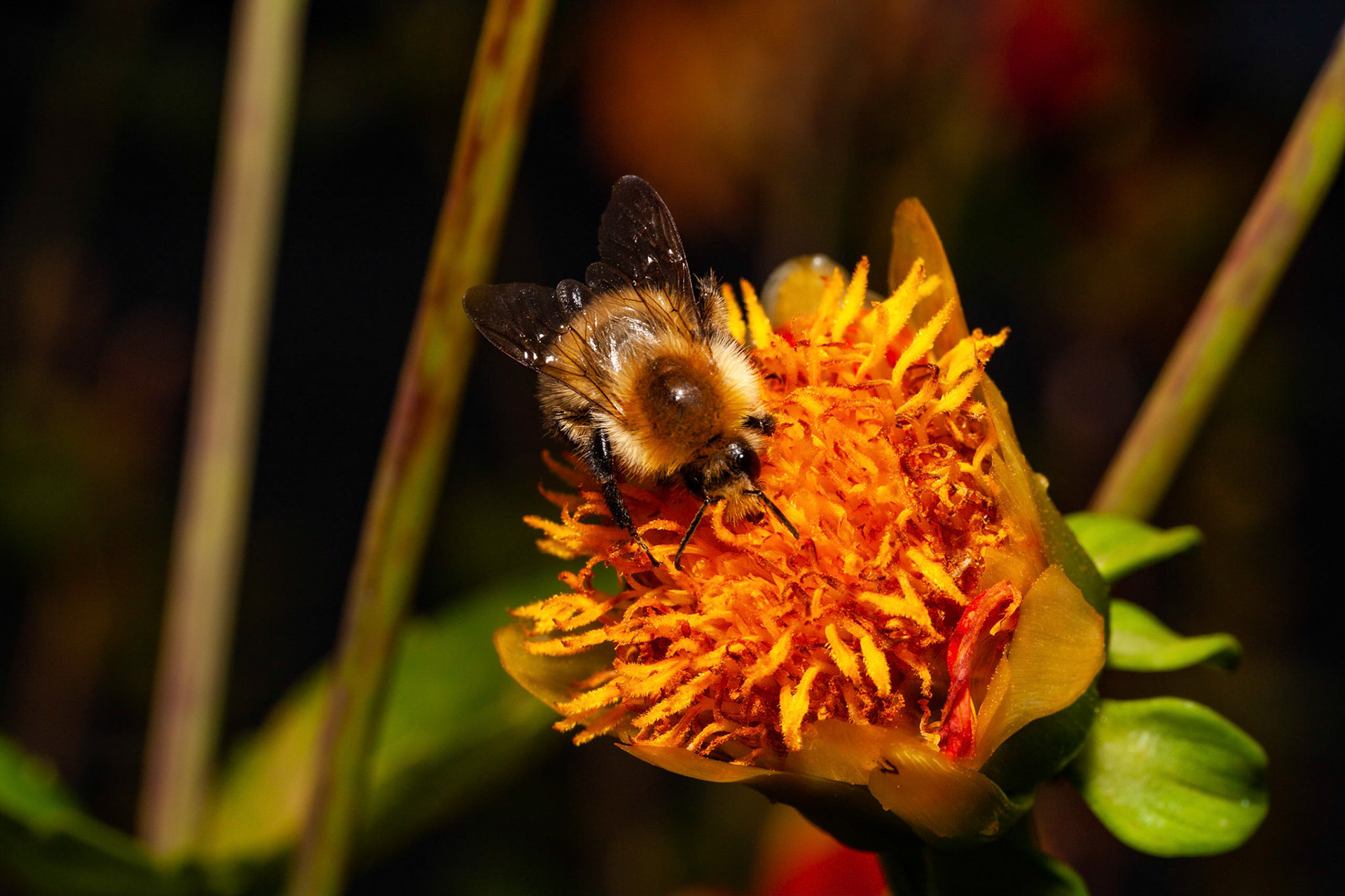 bumblebee (genus Bombus)