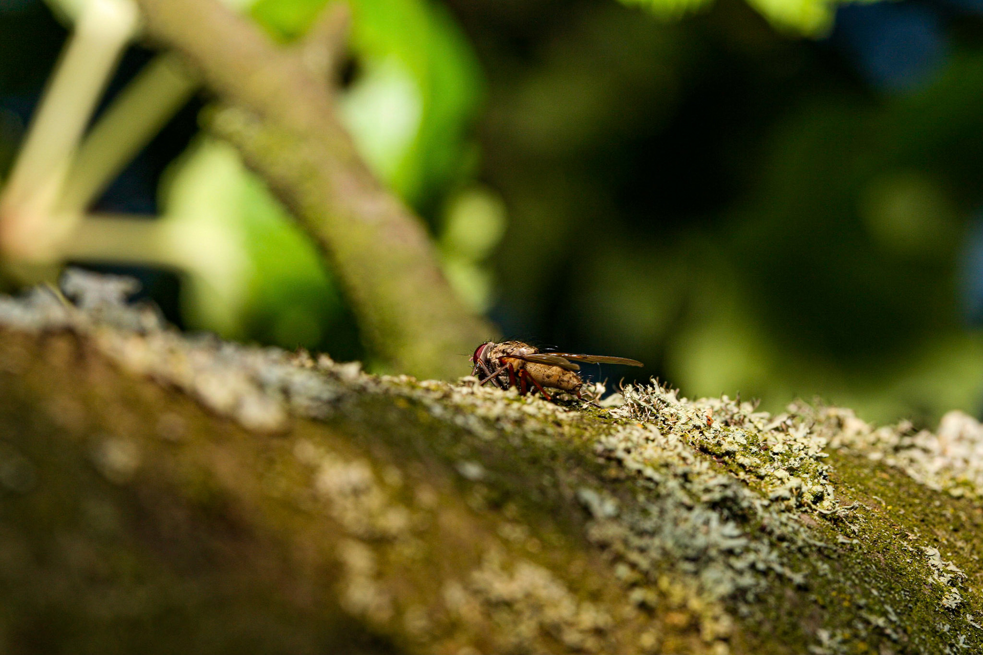 root maggot (Hydrophoria lancifer)