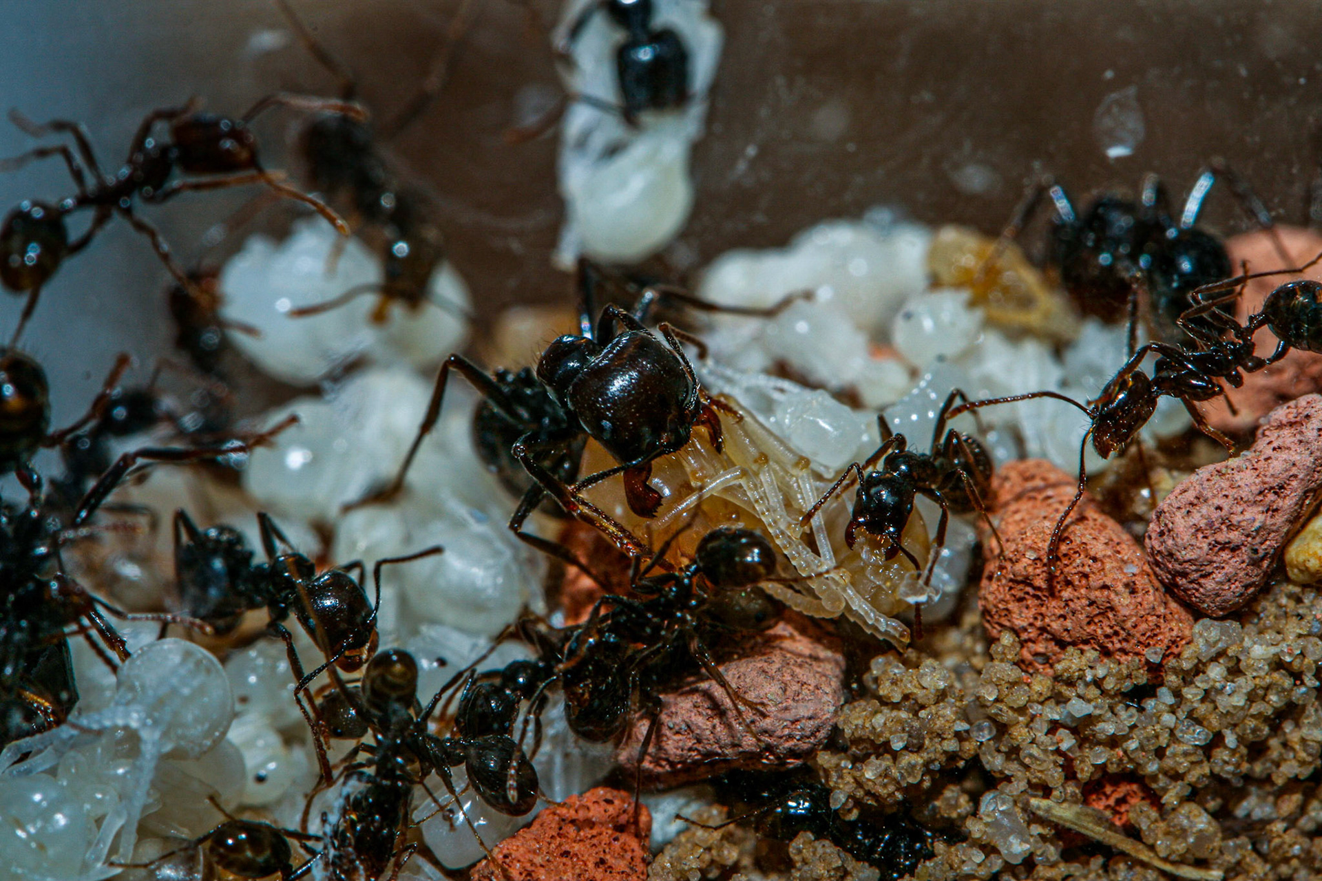 havester ant (Messor barbarus)