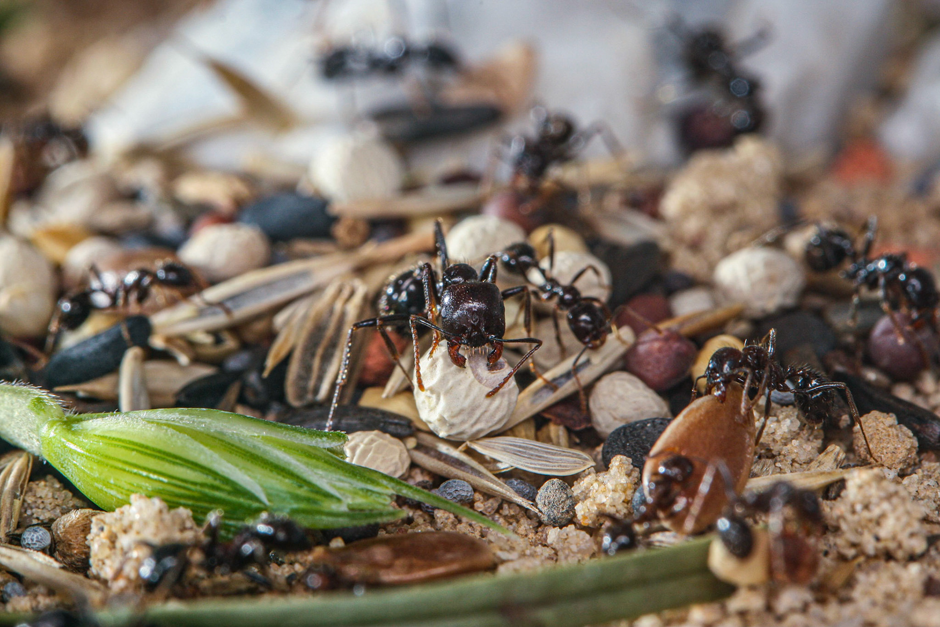 havester ant (Messor barbarus)