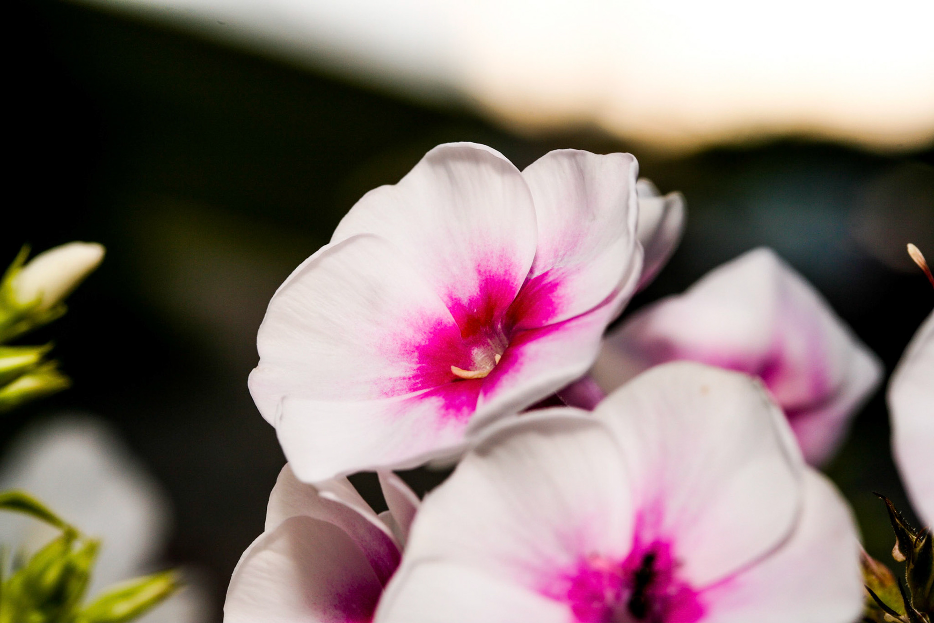Herbstwalzer (Phlox paniculata H)