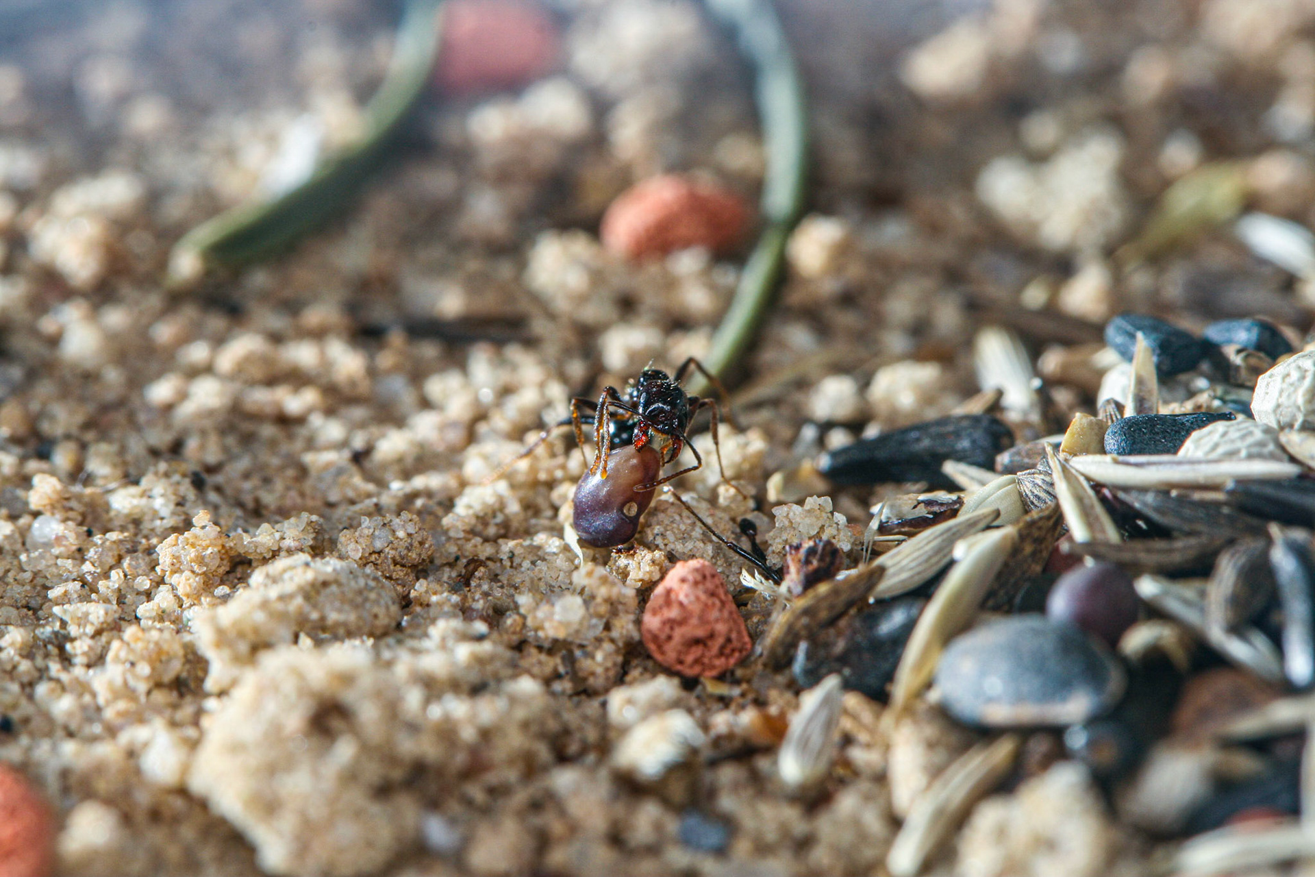 havester ant (Messor barbarus)