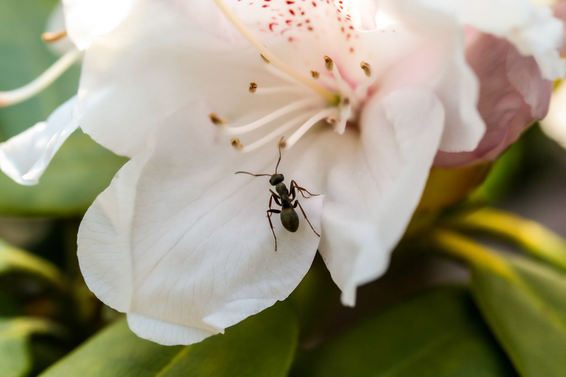 ant on white rhododendron