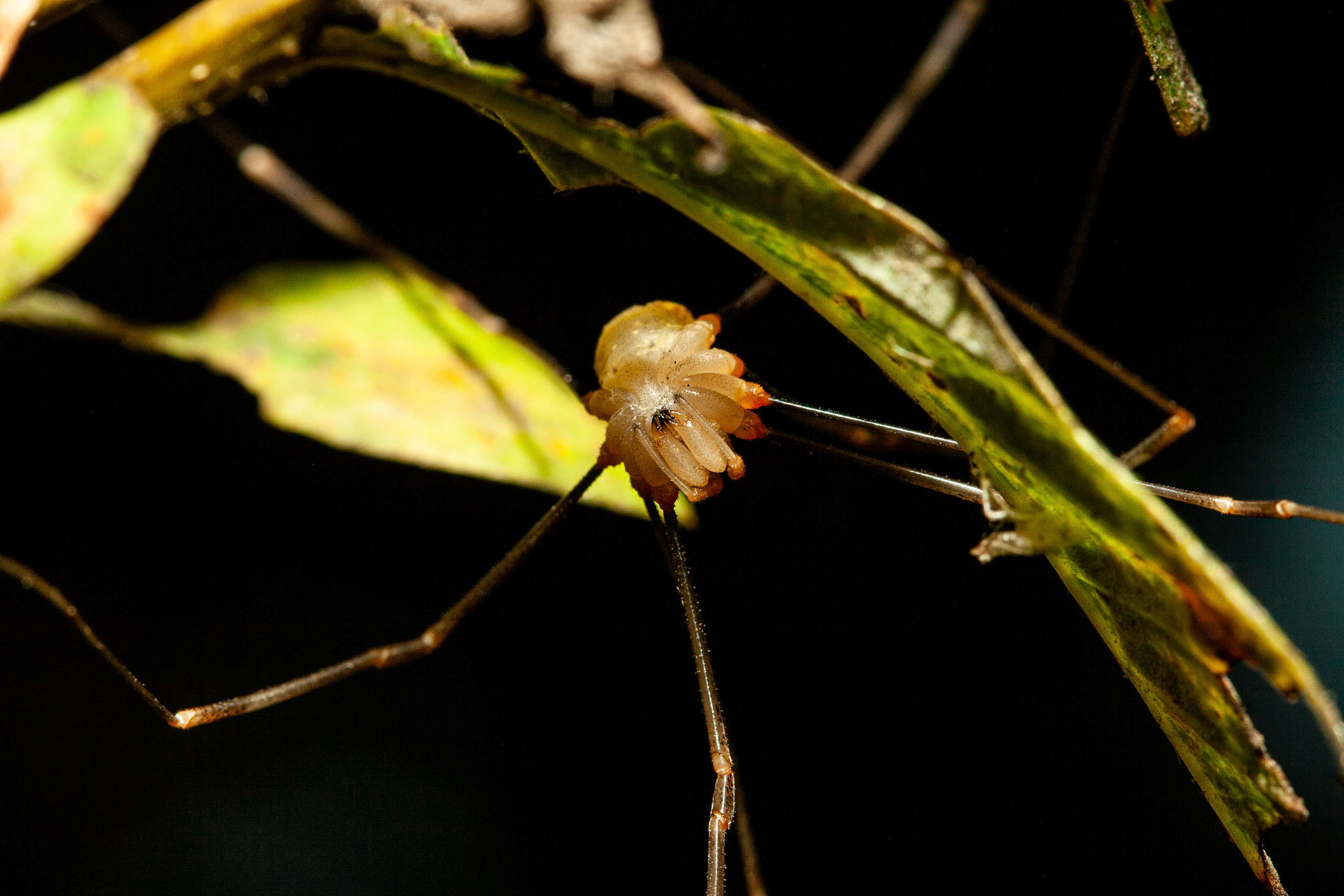 harvestman (Opiliones) / Apenninenkanker (Opilio canestrinii)