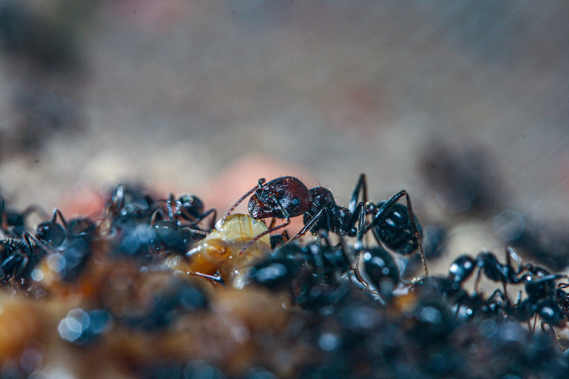 havester ant (Messor barbarus)