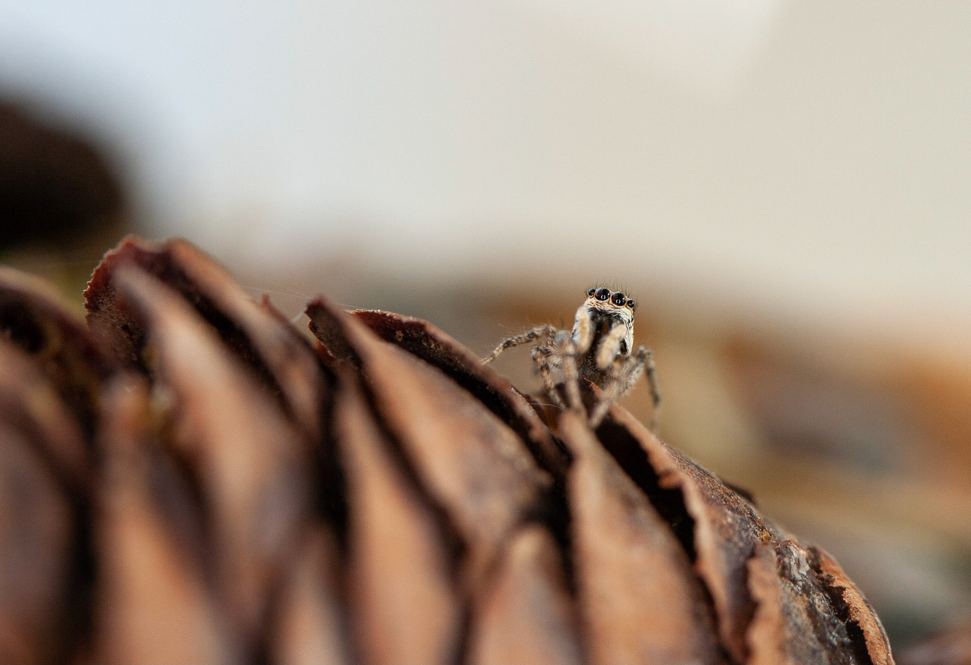 zebra jumping spider (Salticus scenicus)