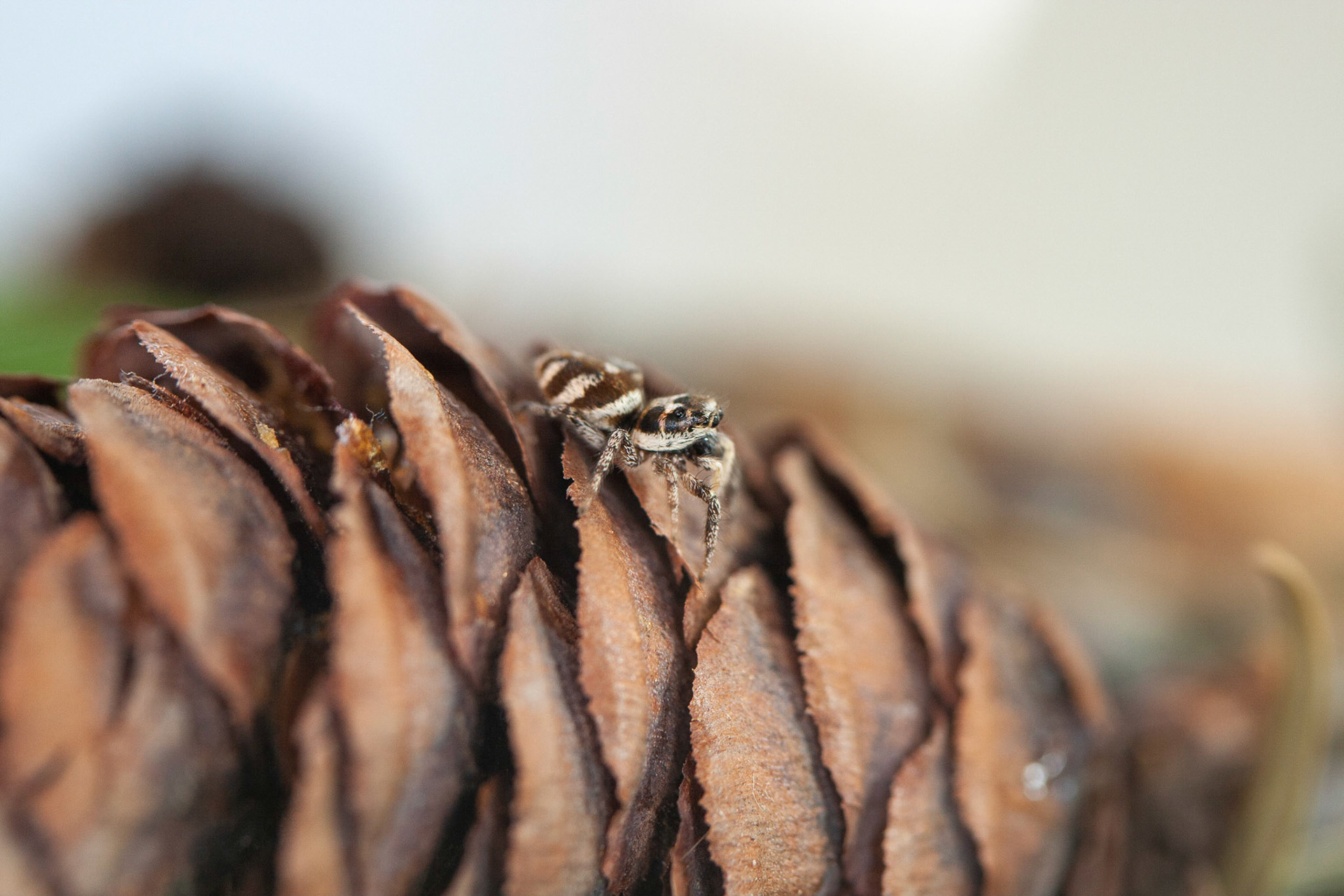 zebra jumping spider (Salticus scenicus)