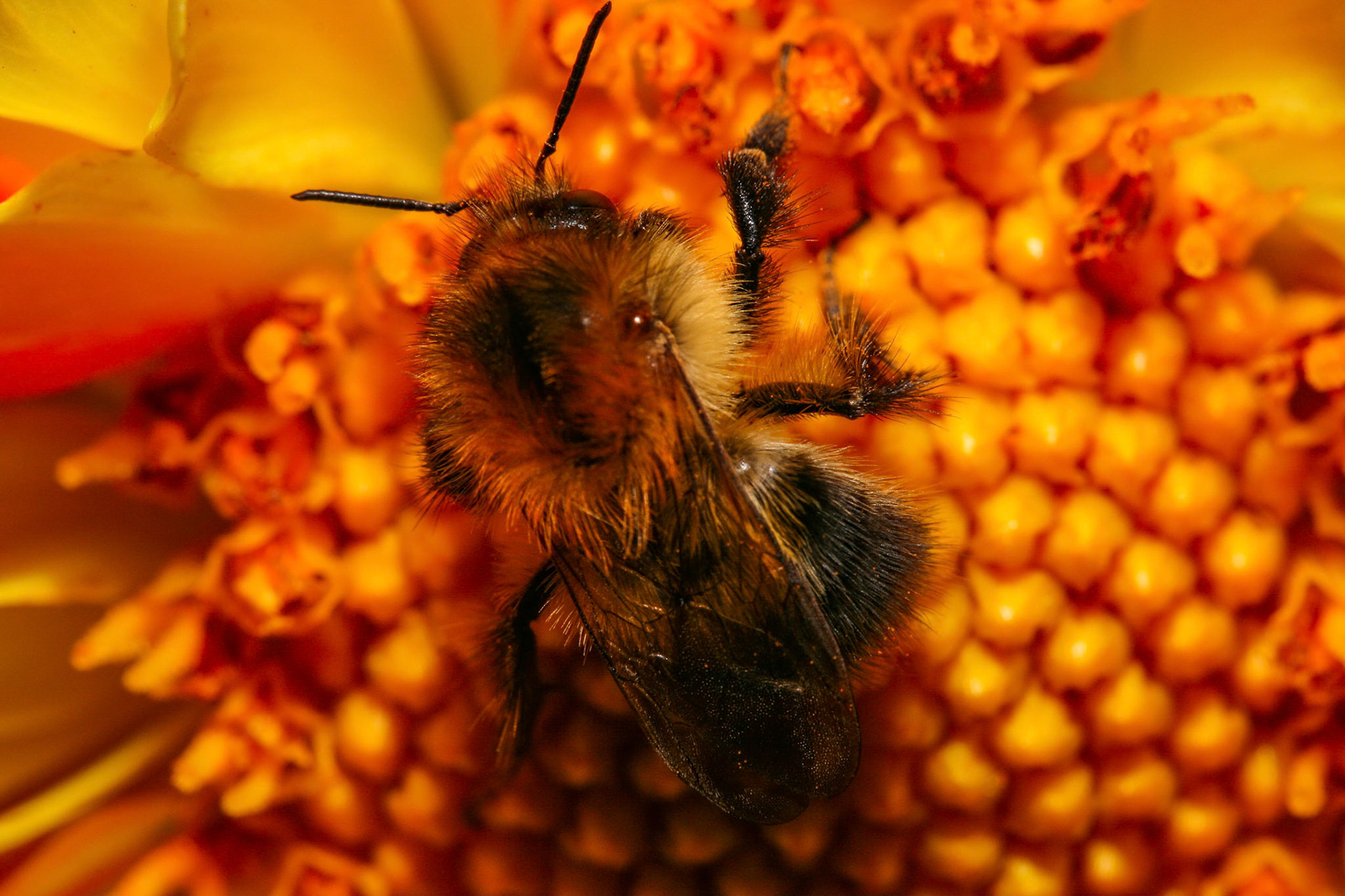 bumblebee (genus Bombus)