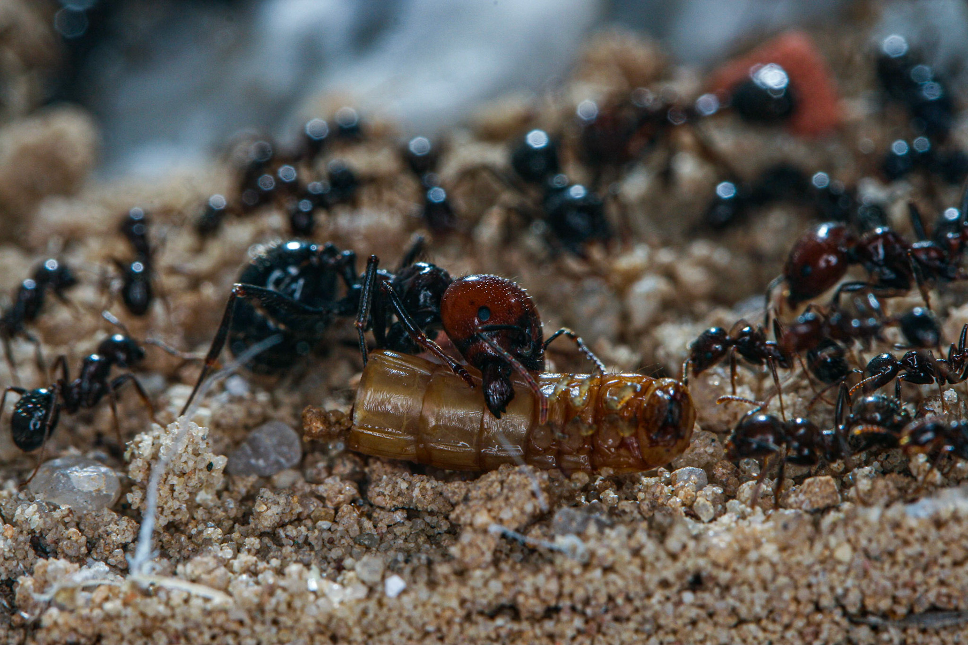 havester ant (Messor barbarus)