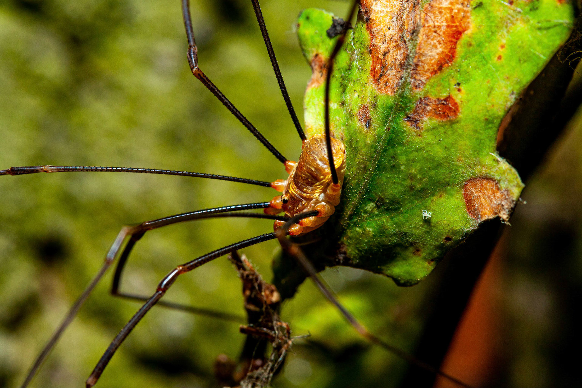 harvestman (Opiliones) / Apenninenkanker (Opilio canestrinii)