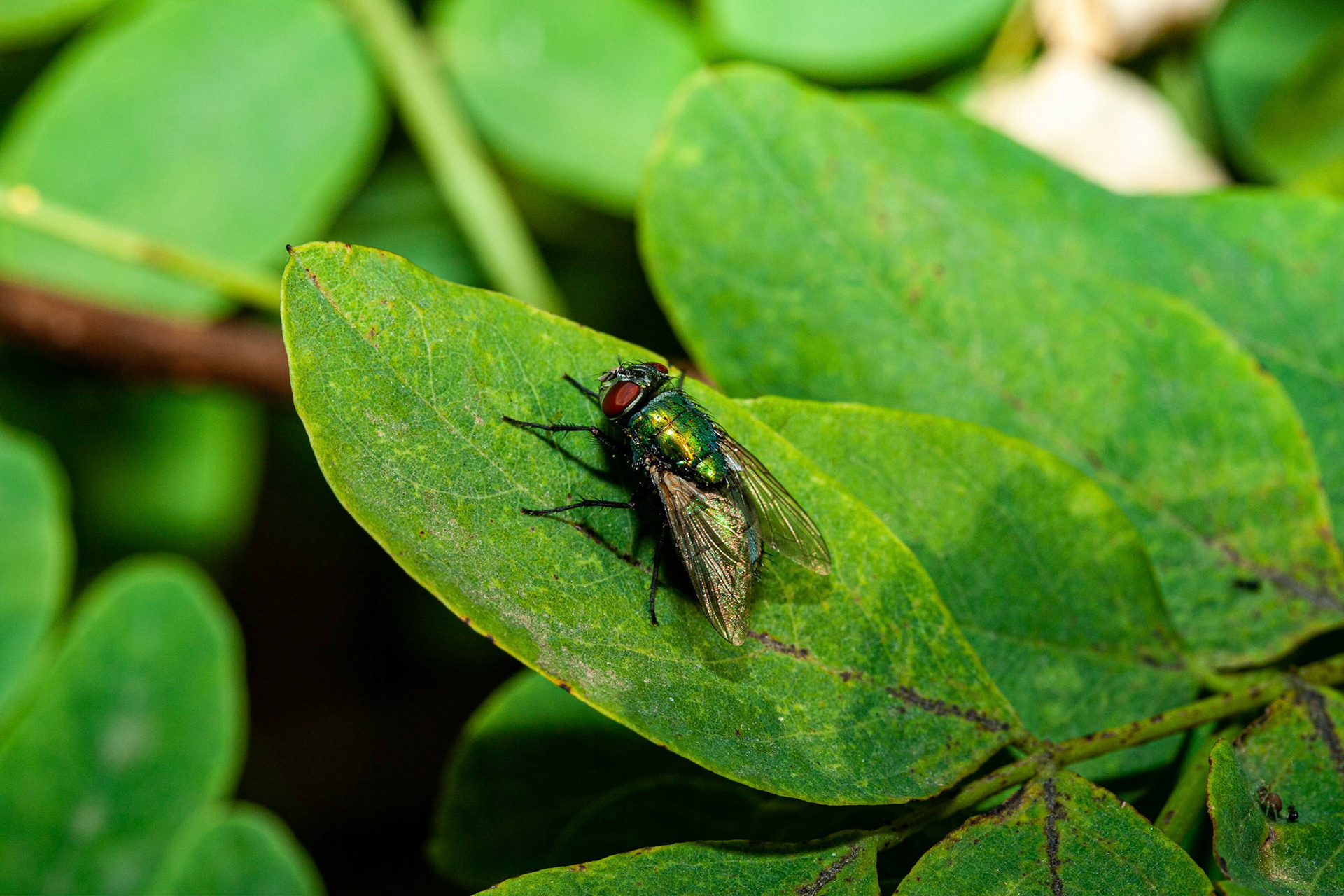 blow fly (Calliphoridae)