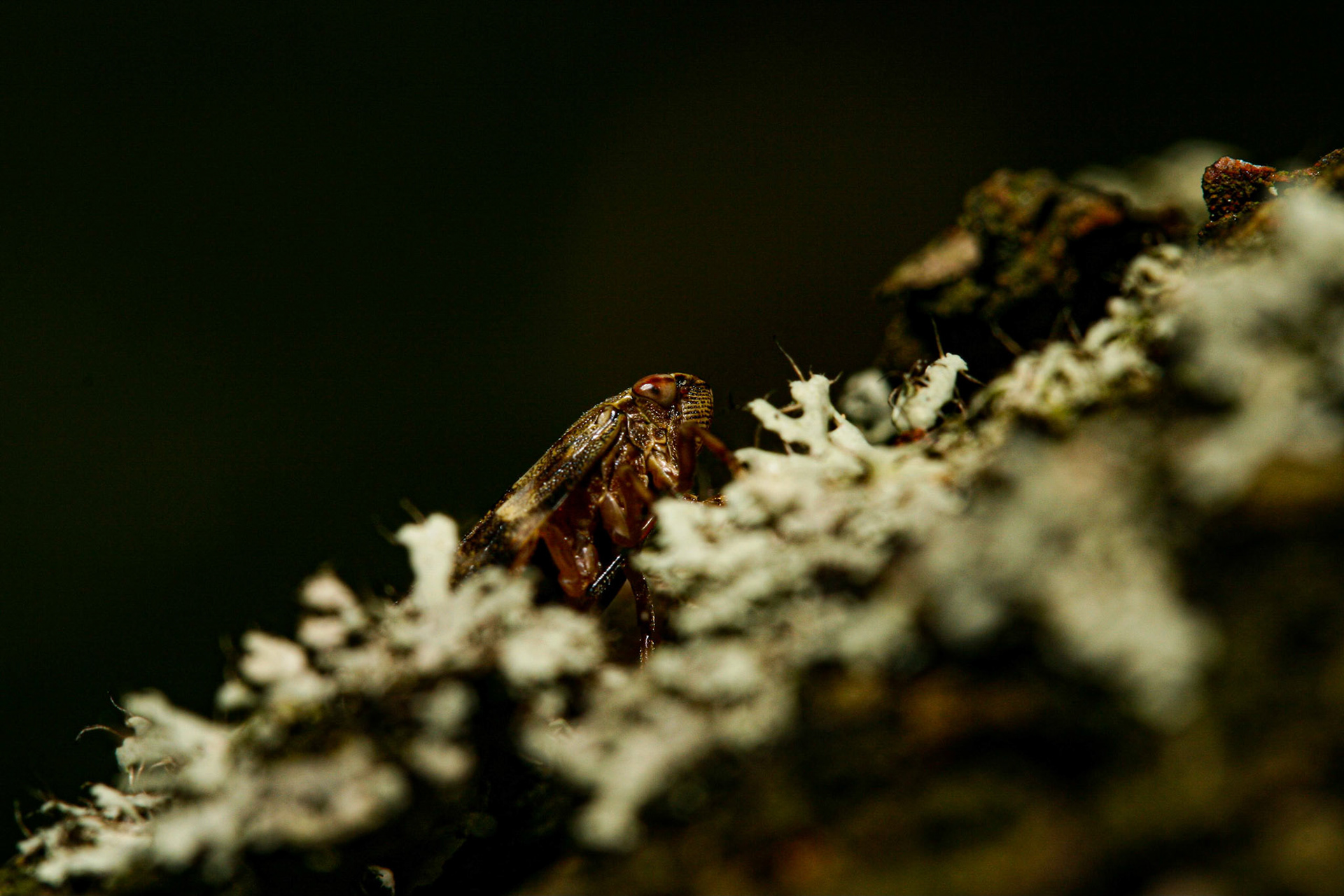 alder spittlebug (Aphrophora alni)
