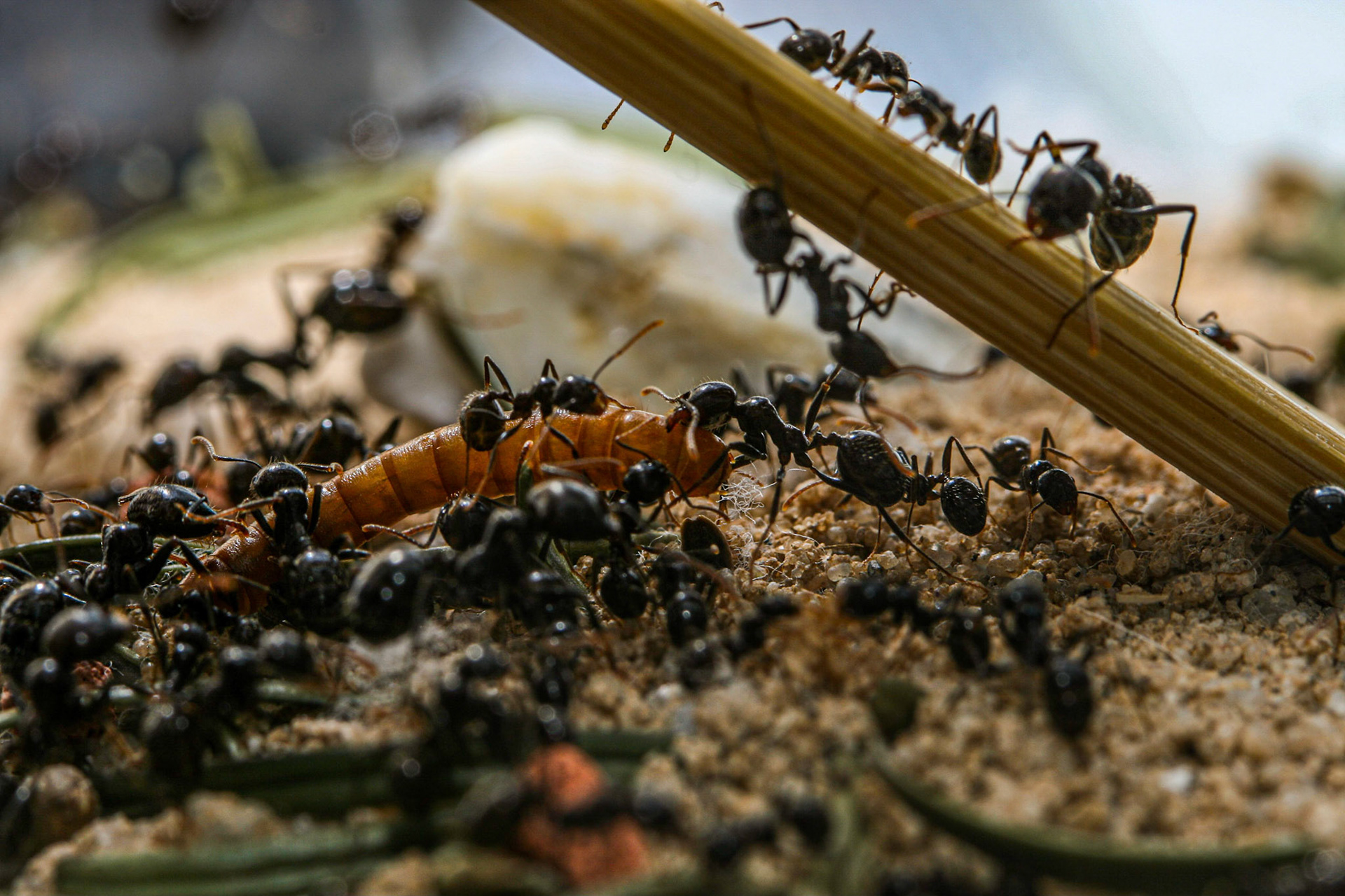 havester ant (Messor barbarus)