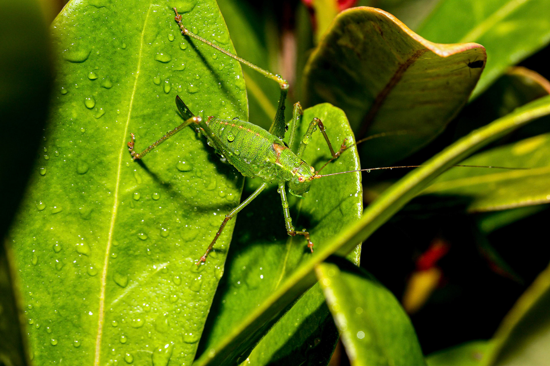 punctured gorges grasshopper (Leptophyes punctatis)