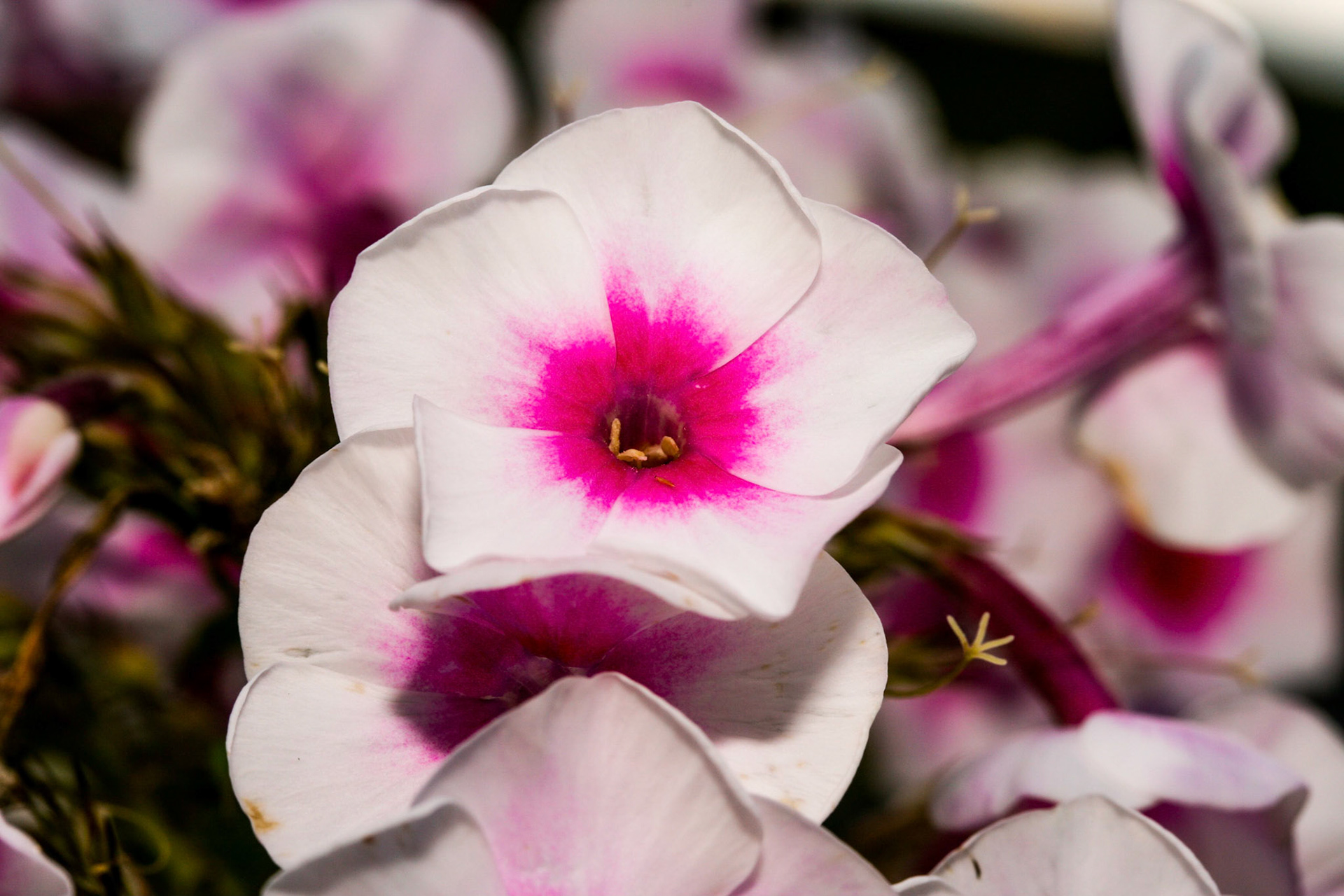 Herbstwalzer (Phlox paniculata H)