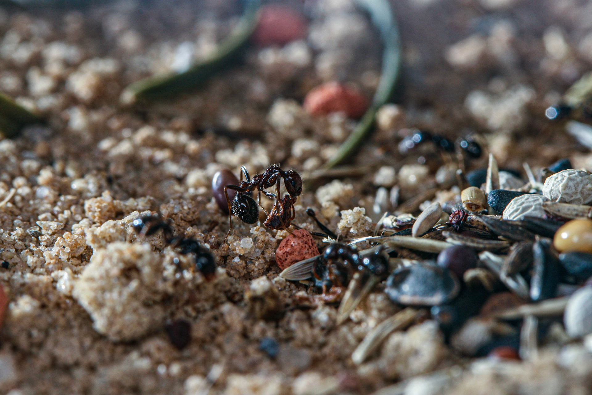 havester ant (Messor barbarus)