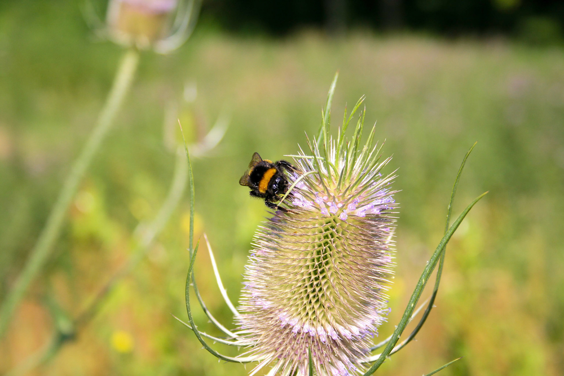 bumblebee (genus Bombus)