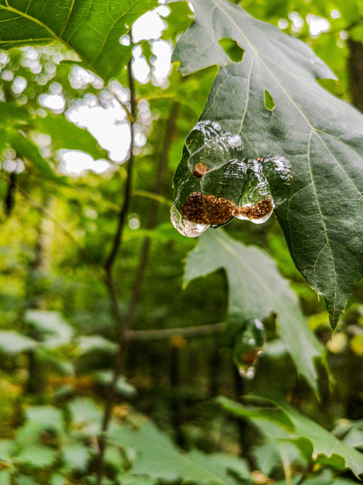 caddisfly larva (Rhyacophiloidea/Hydropsychoidea)