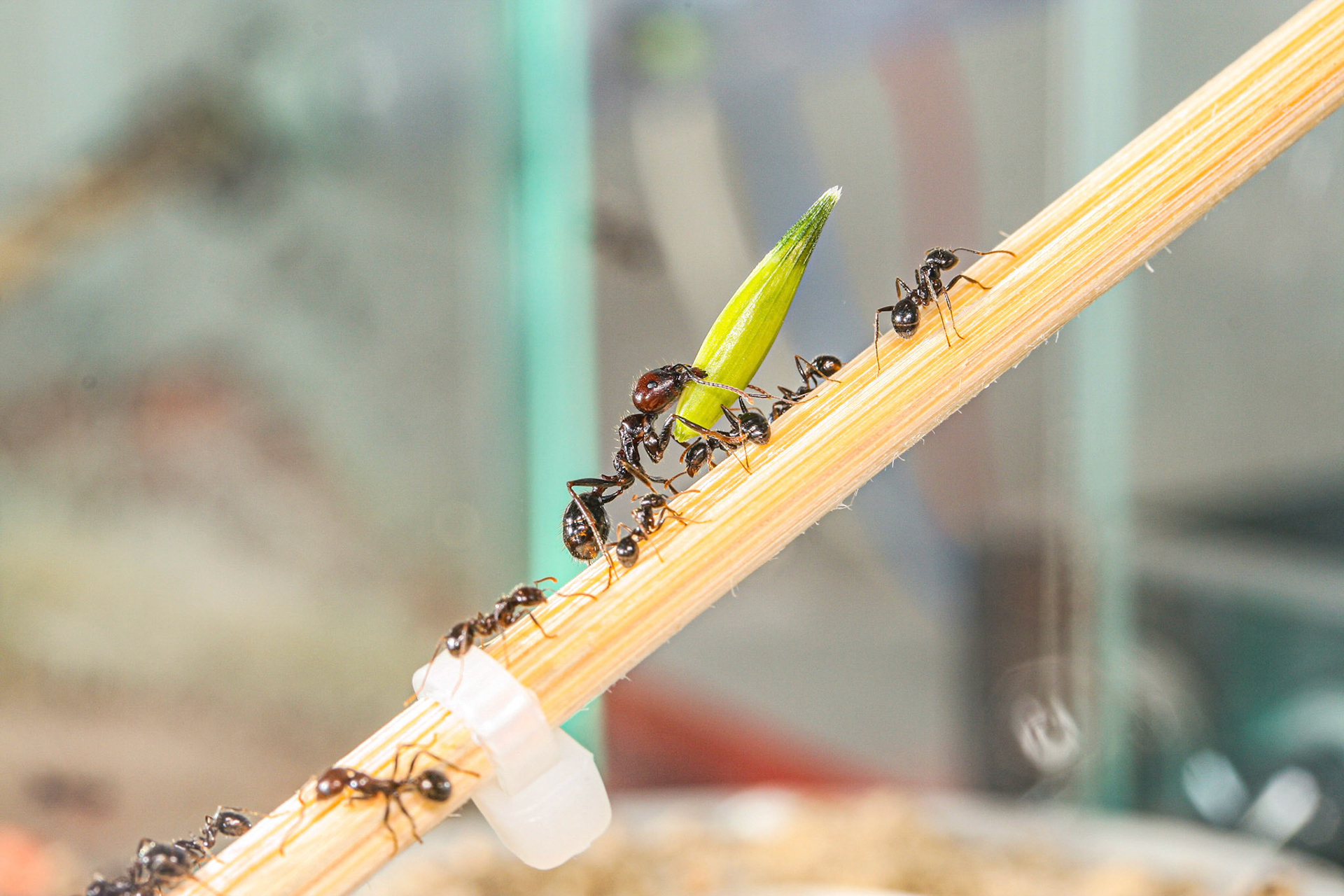 havester ant (Messor barbarus)